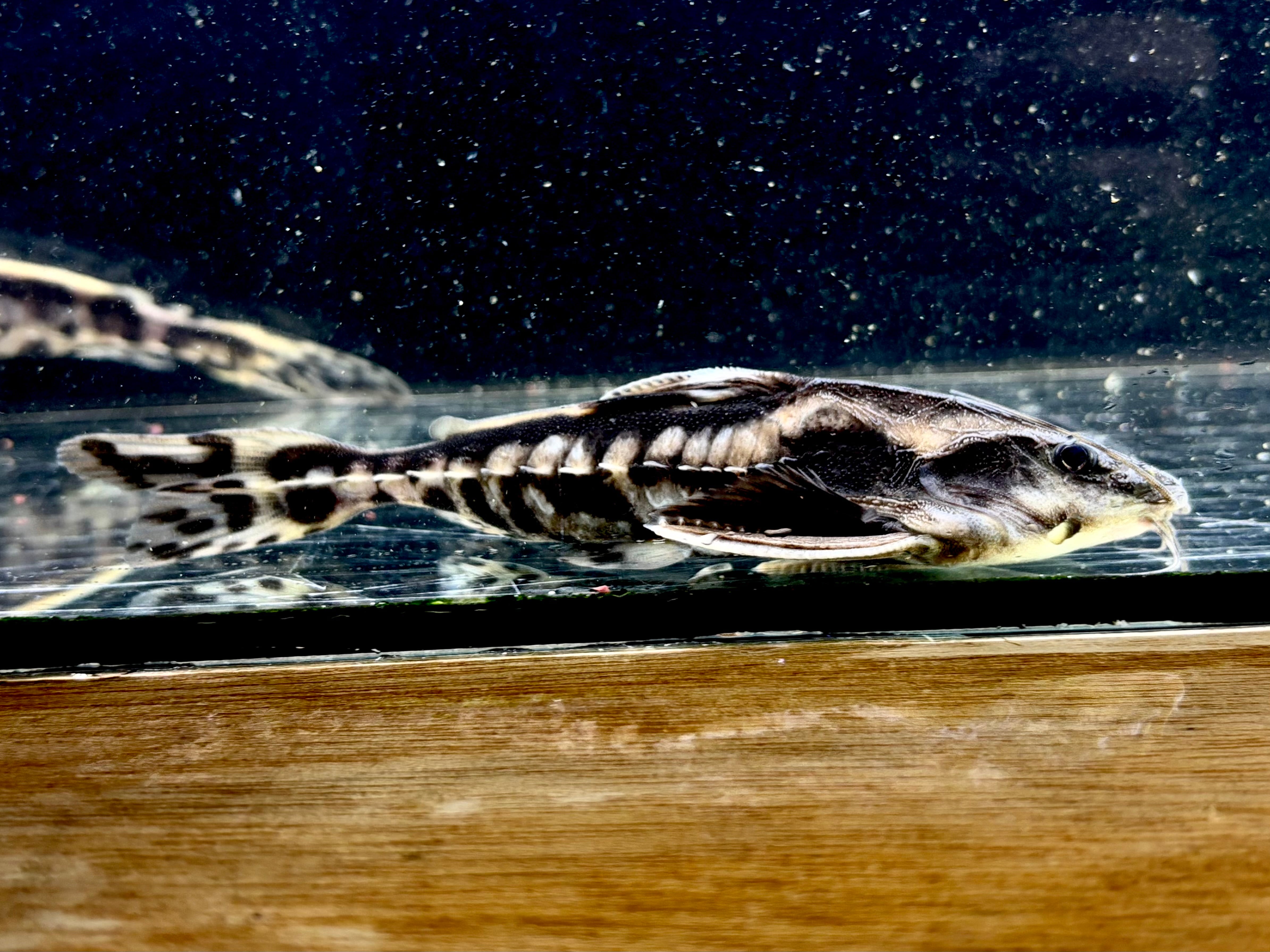 メガロドラス 12〜15㎝± ペルー便 | AQUASTYLEG