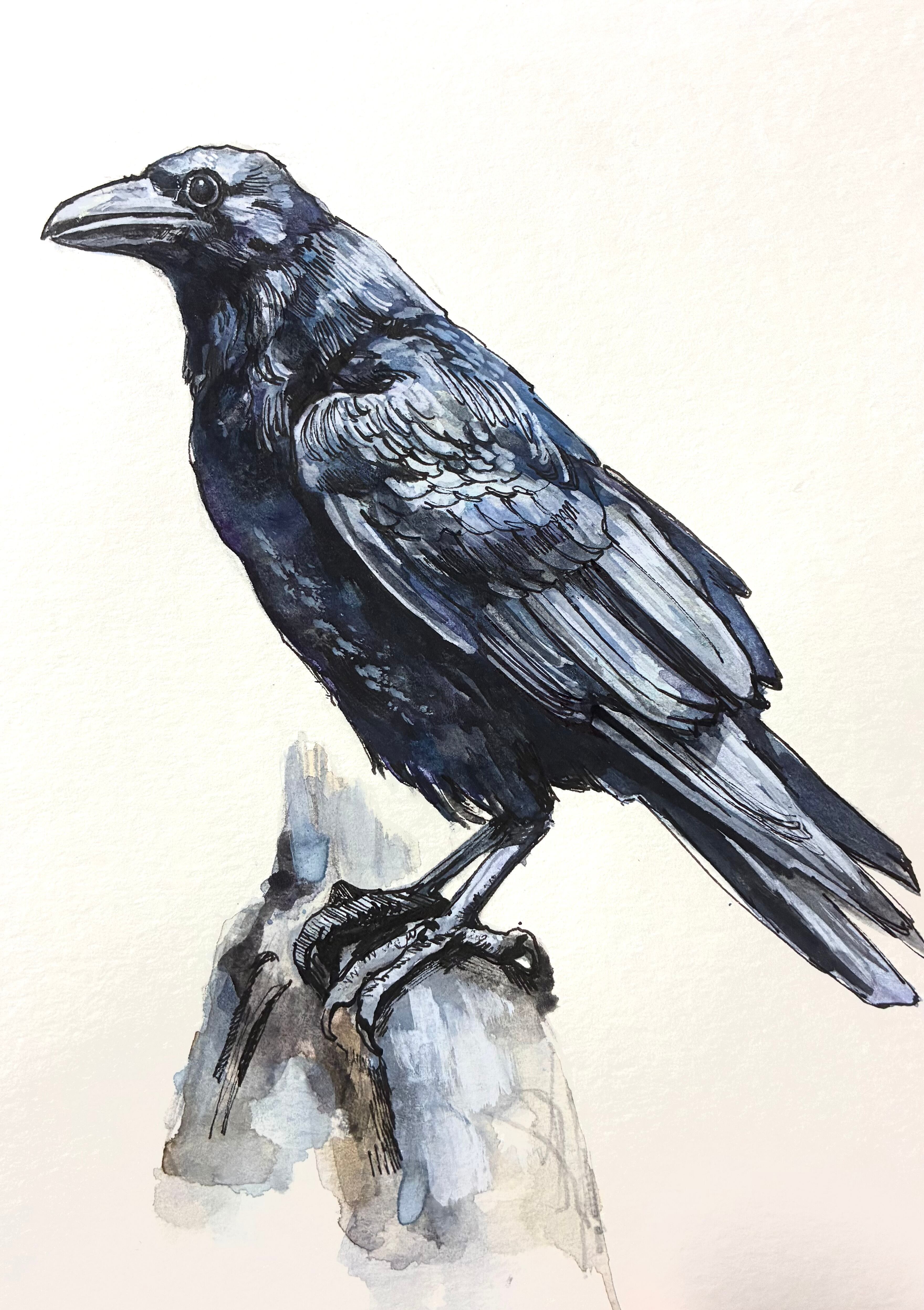 ドローイング【カラス】｜Drawing【Crow】 | Shion Takahashi Art Shop