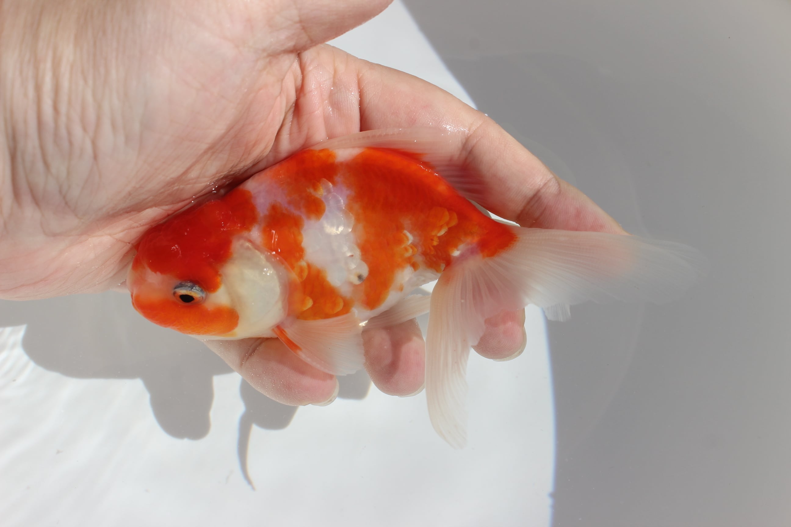 極上】岡部養魚場産 三才 桜東錦 | 金魚専門店 和の美