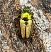 【WD】《ルマウィンヒメカブトハナムグリ ペア》