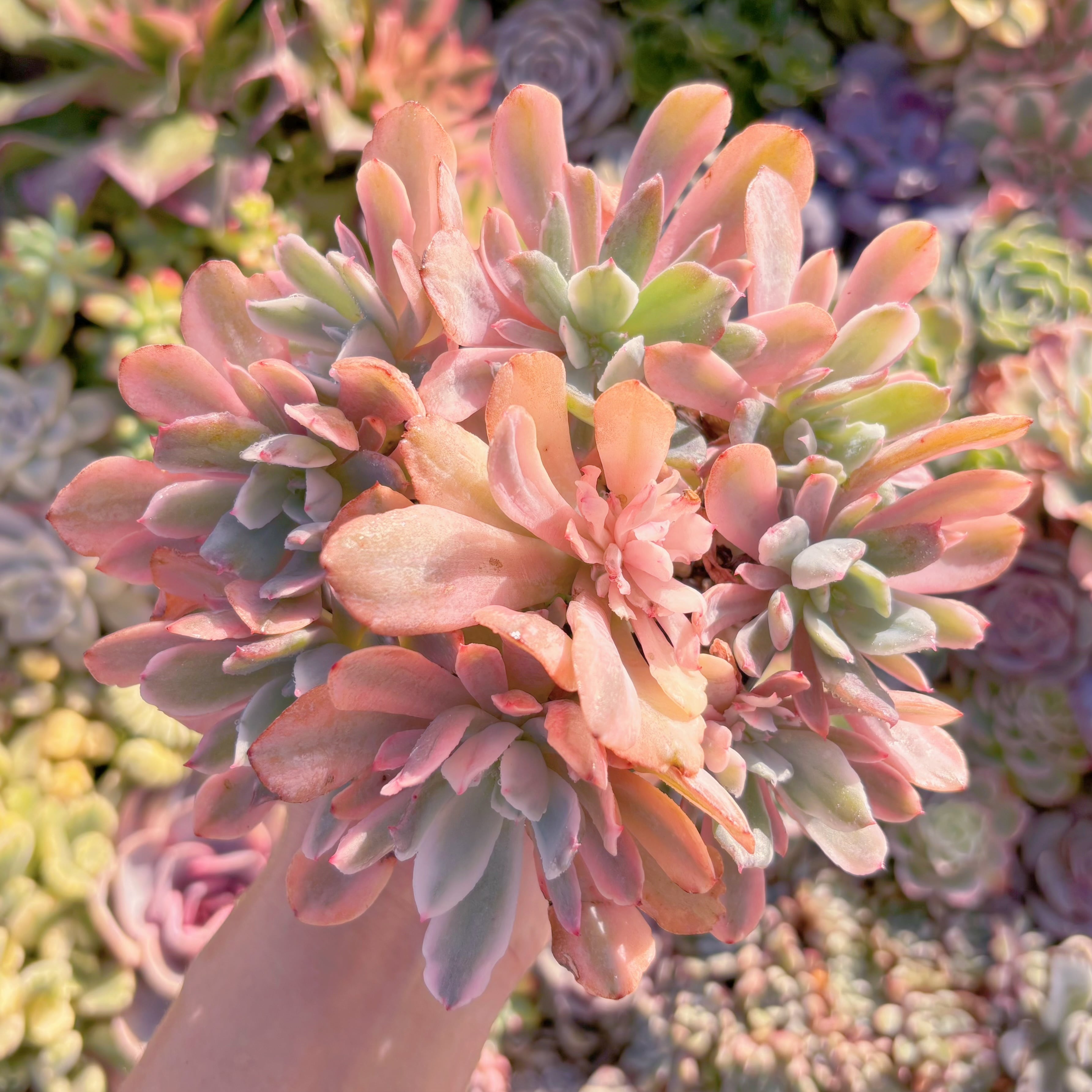 現品　hoveyi錦#M206　大群生　るる農園