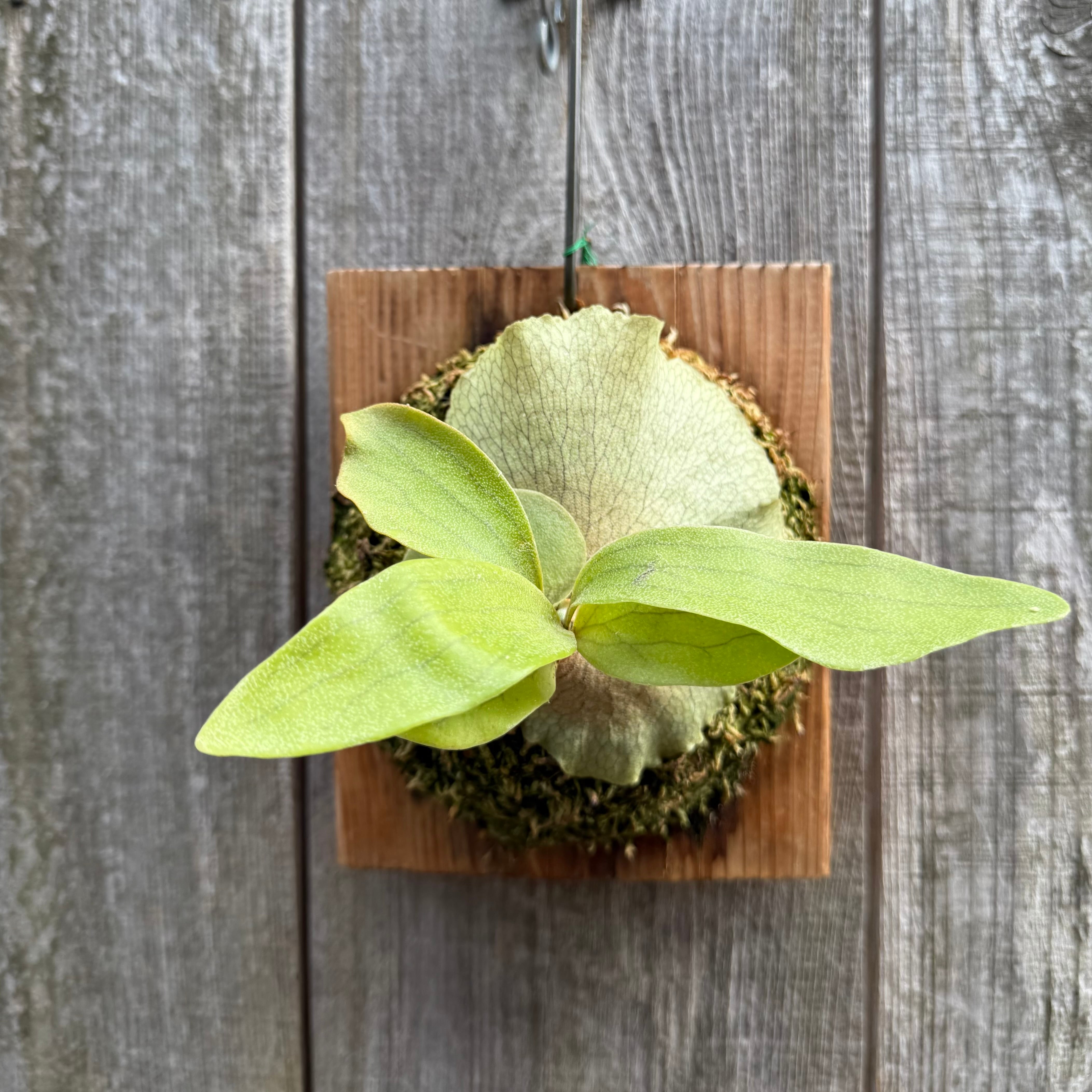 P.hillii Kylin (from Yot) | naturefix