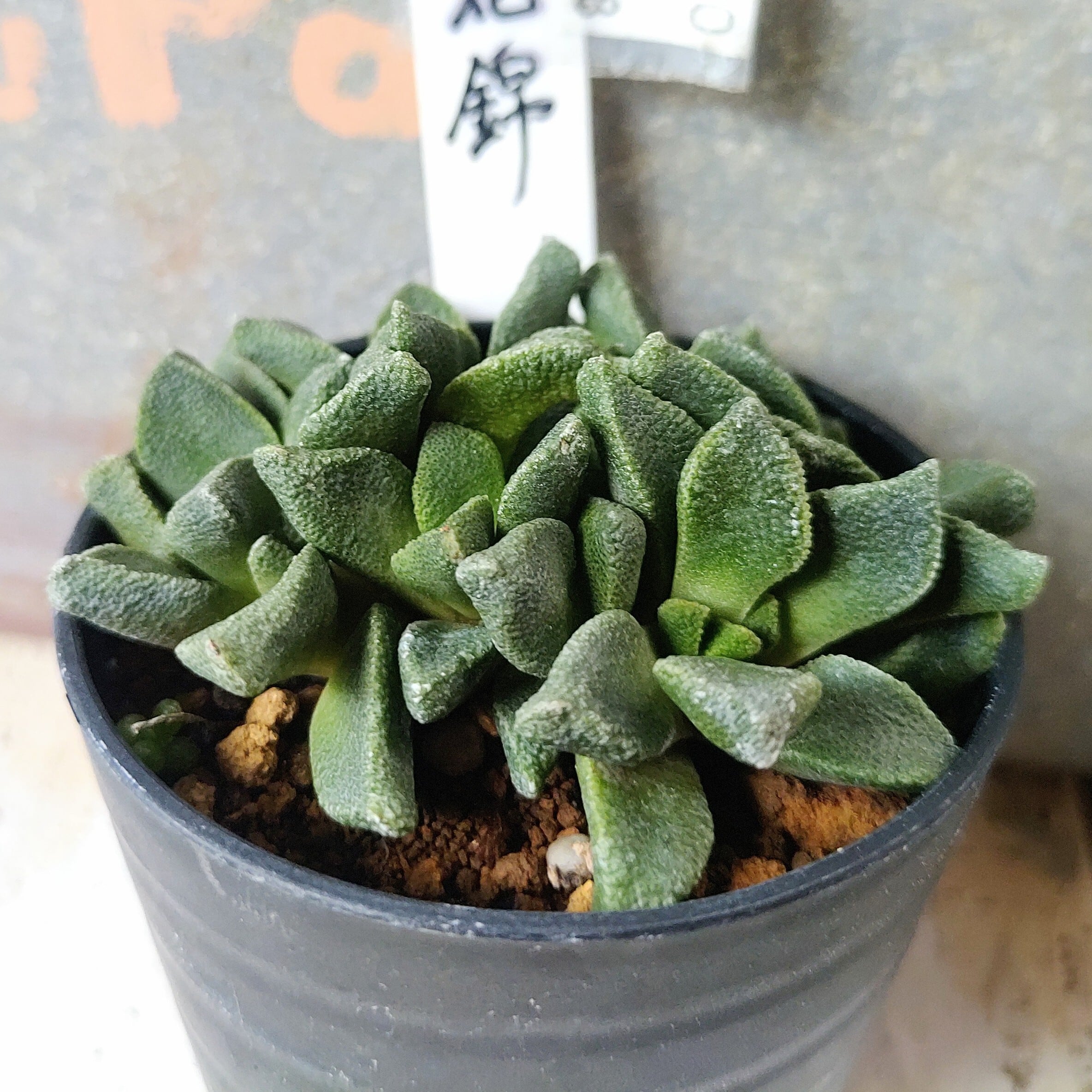 花錦 | RuPo 多肉植物専門店