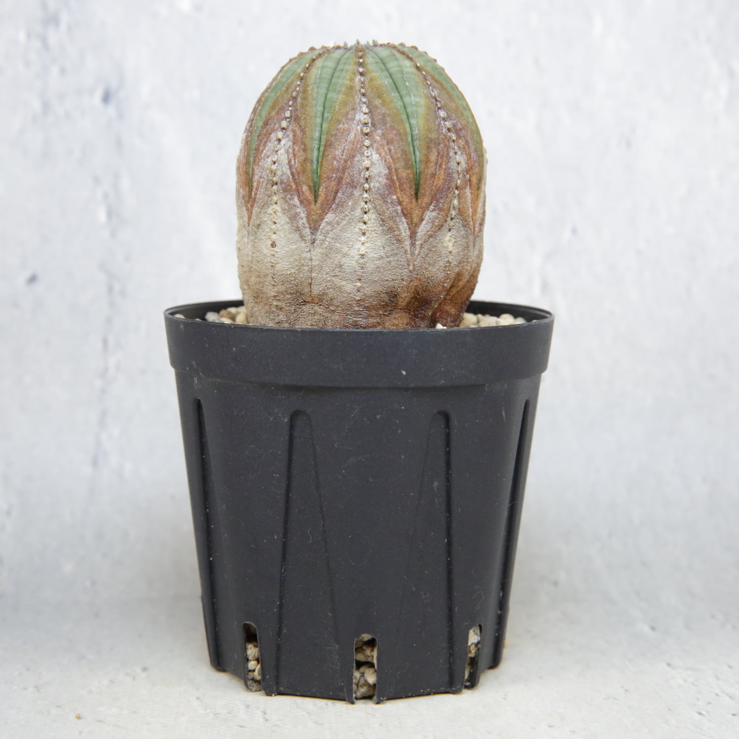 超厳選株】超美模様 木質化 マイクロ オベサ / ユーフォルビア