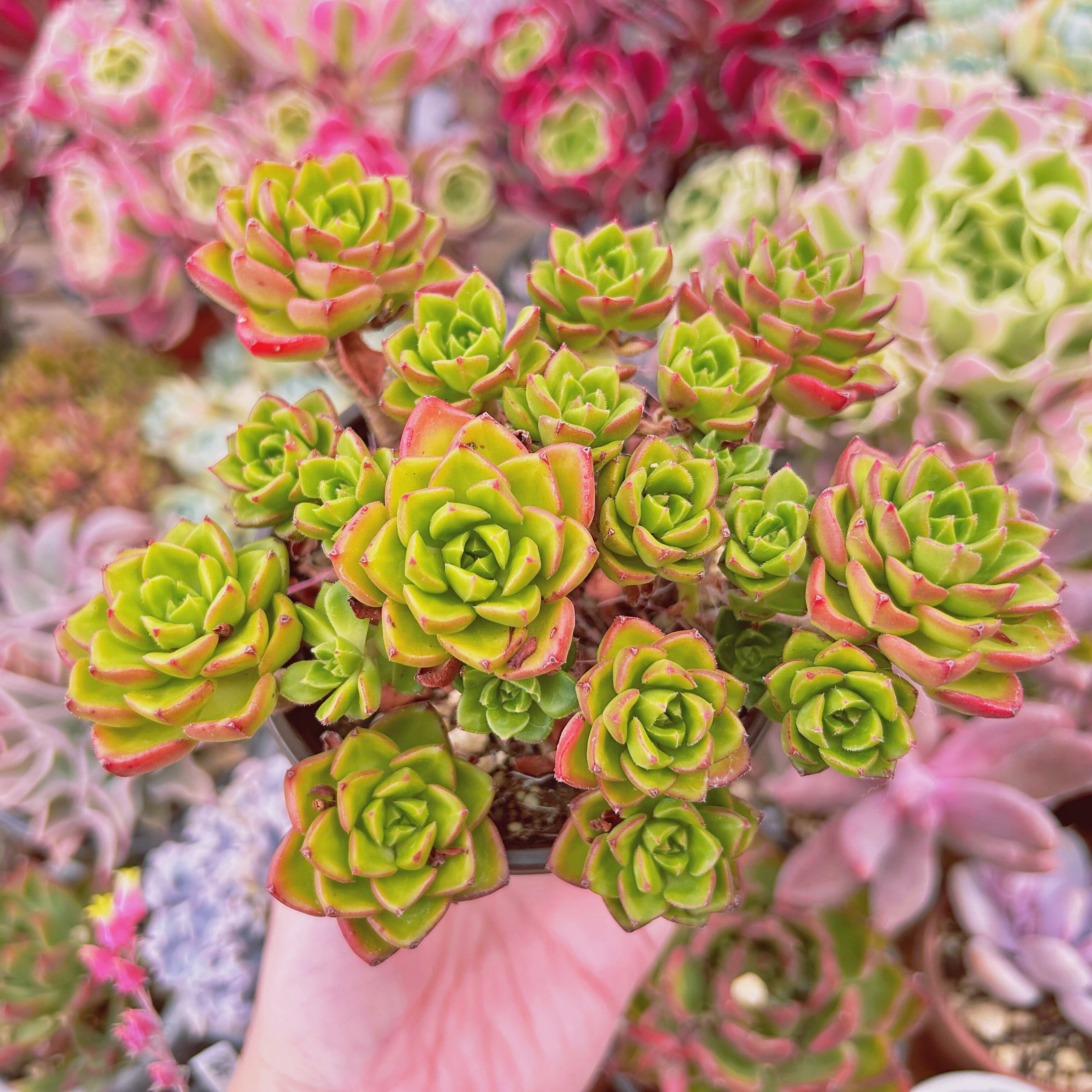 #1155現物　多肉植物　レティジア　特大