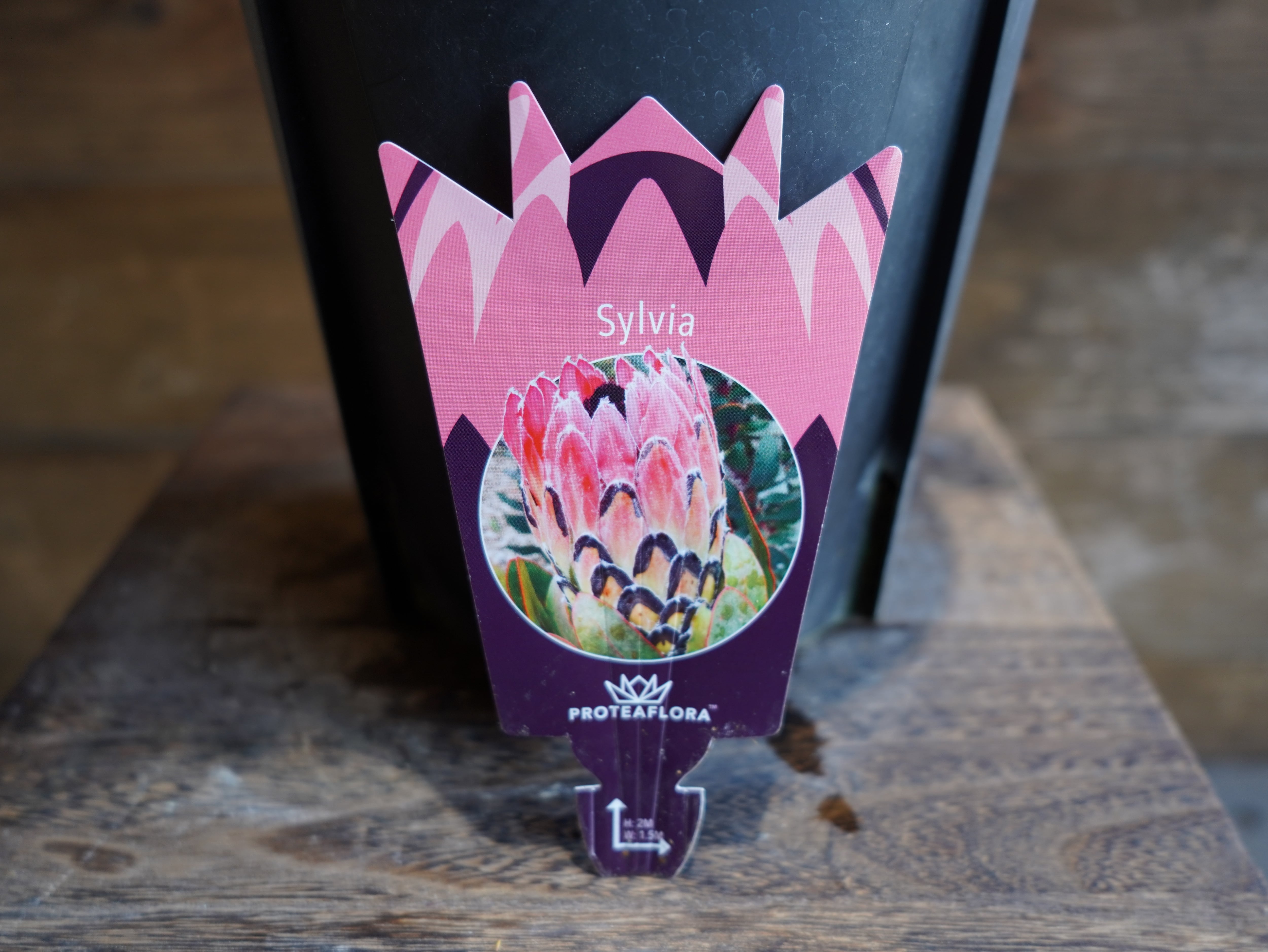 【現物】プロテア ”シルビア”　D