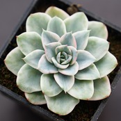 抜き苗 アトランティス錦 Echeveria 'Atlantis Variegated'