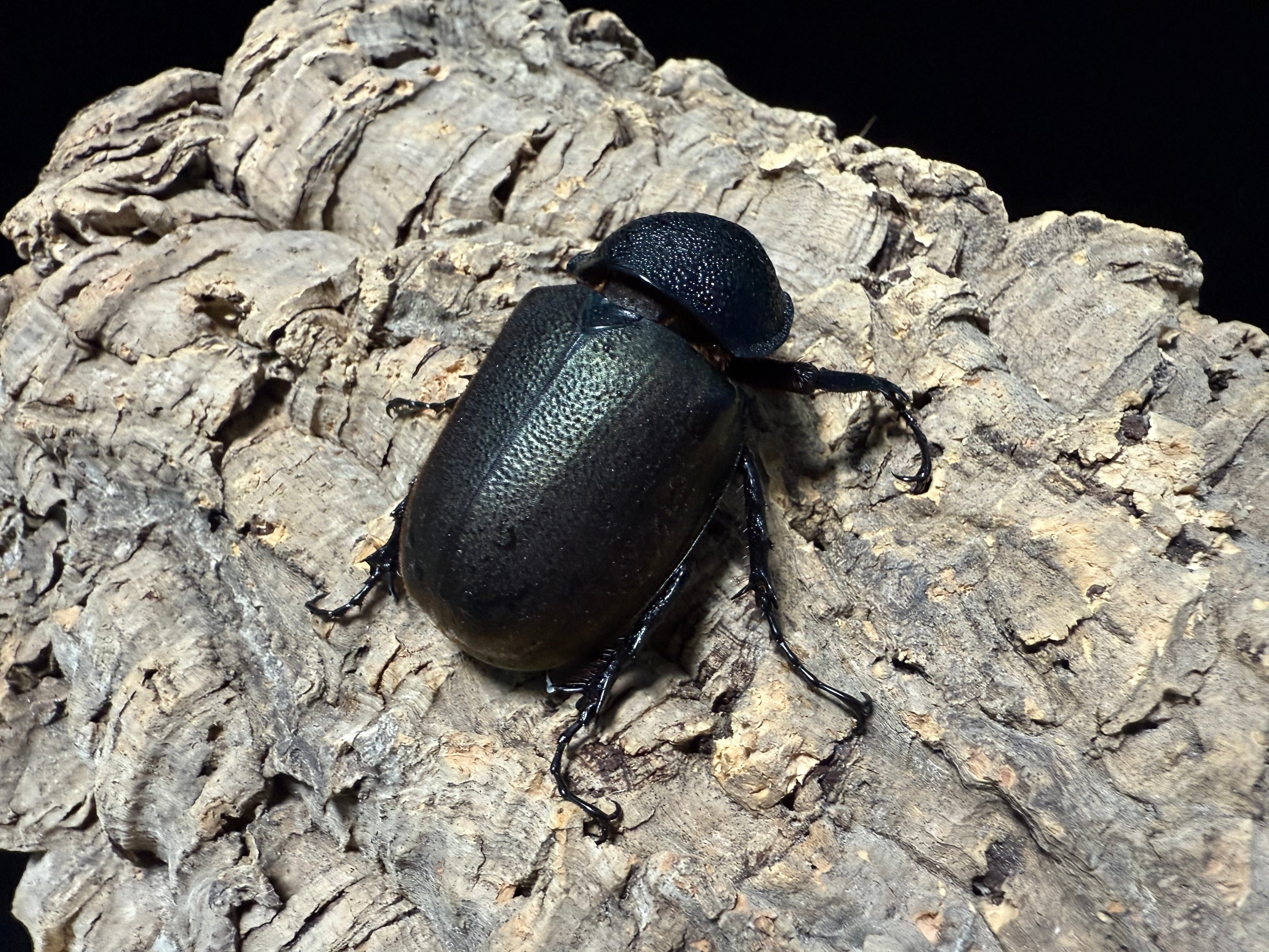 WD タイリクコーカサス ♂120mm ♀61mm ペア | BeetleHouse79