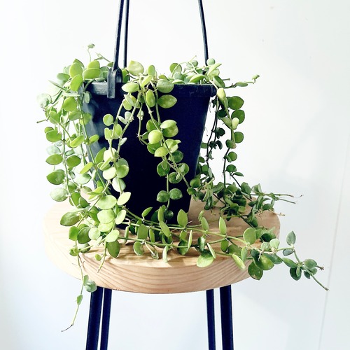 《人気商品》ディスキディア ヌンムラリア ハンギング 観葉植物 calm cafe