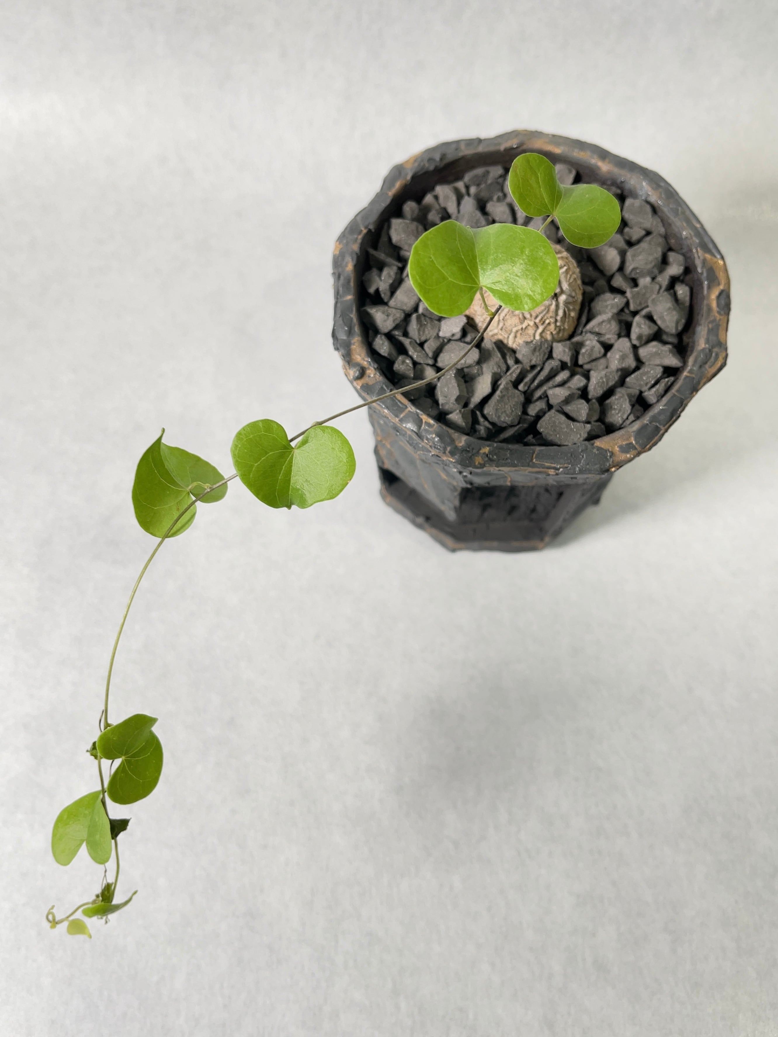 佐藤恵一 | trigger