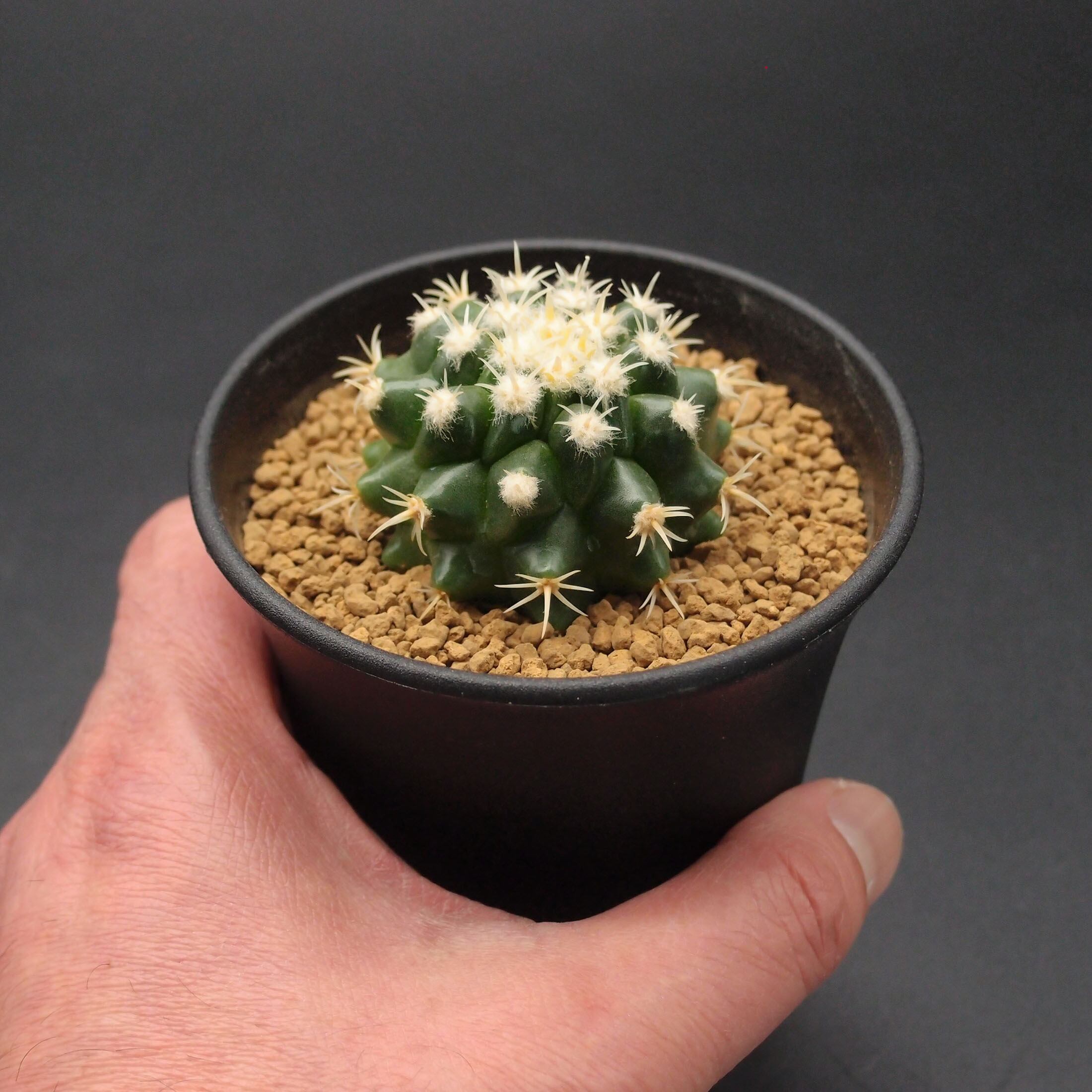 30センチ越え大株 金鯱サボテン