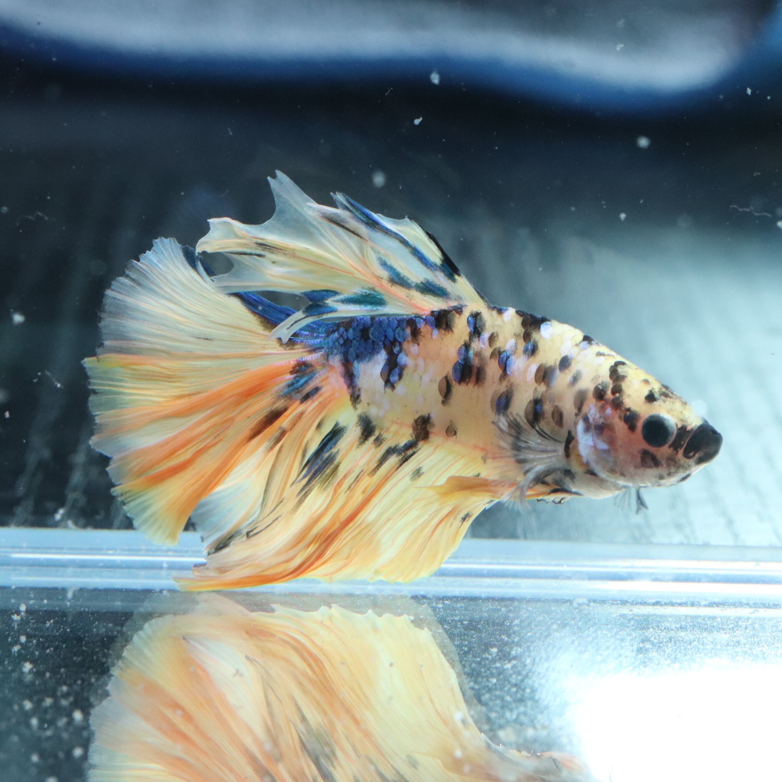 セレクトベタ・ハーフムーンタイガーコイ♂ 030 | aquarium shop earth