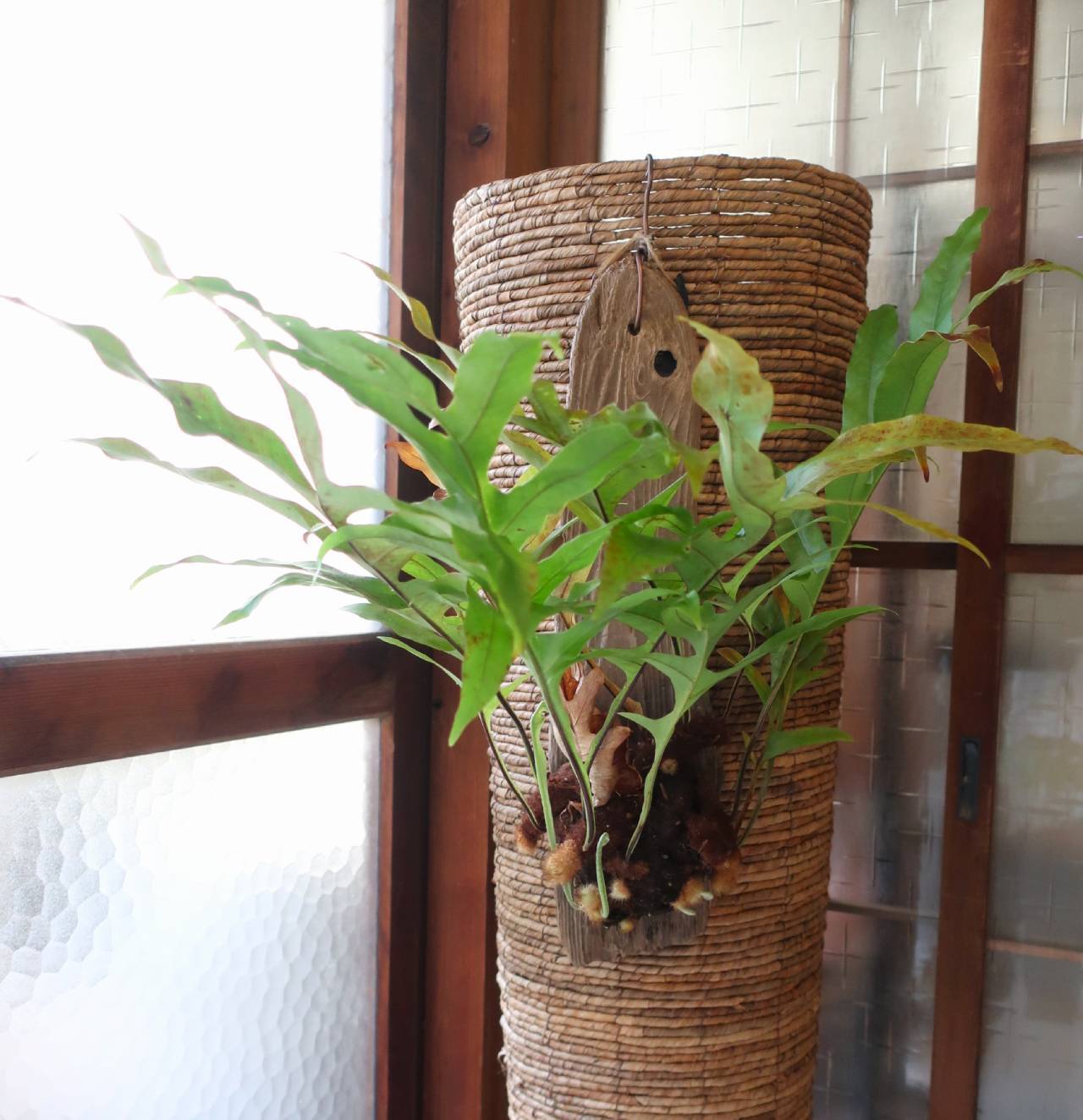 現品【ドリナリア クエルシフォリア／シールド葉】流木付け | 花職人工房