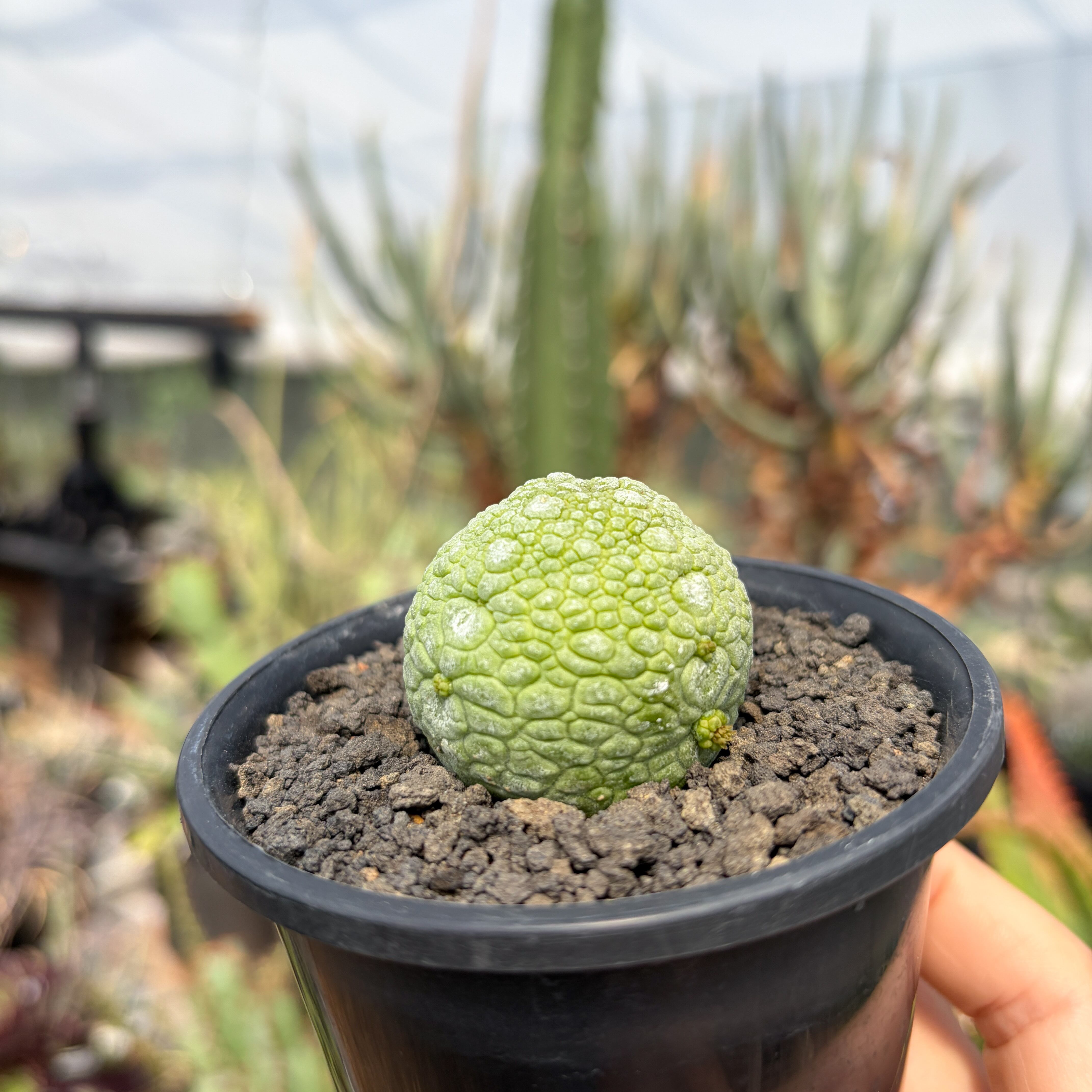 Pseudolithos migiurtinus 【プセウドリトス・ミギウルティヌス・実生