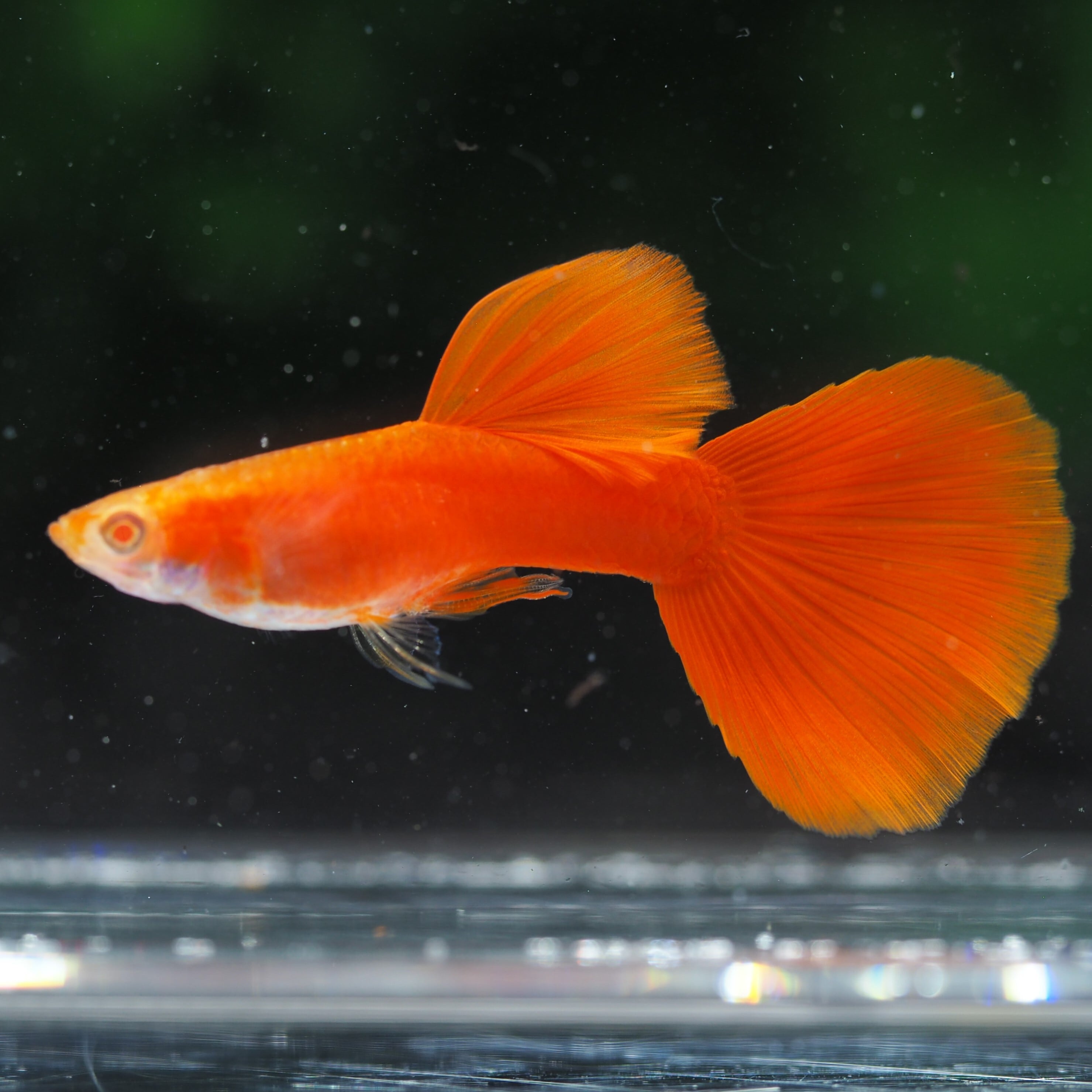 グッピーフルレッド&フルレッドミックス900セット