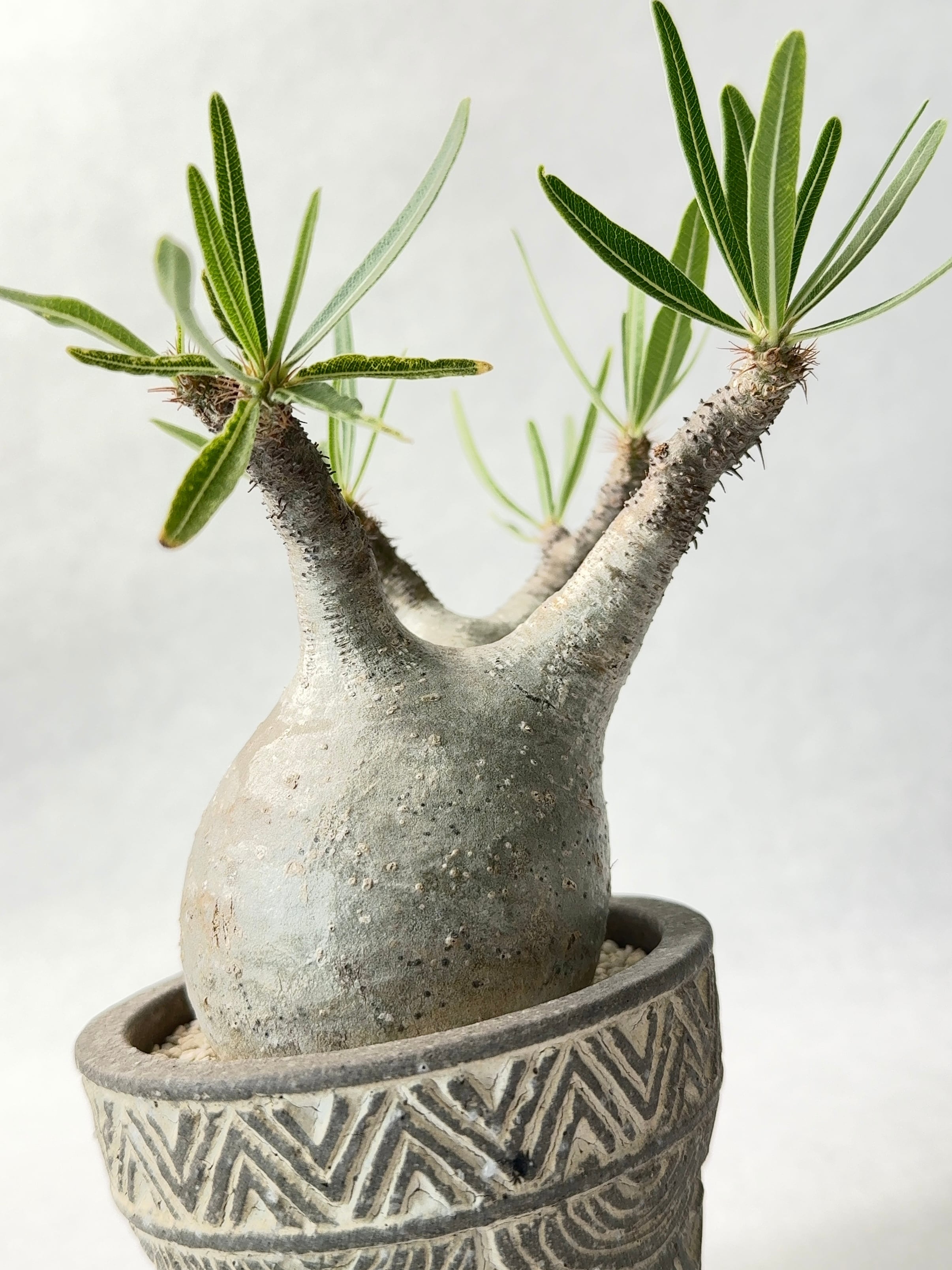 パキポディウム・グラキリス