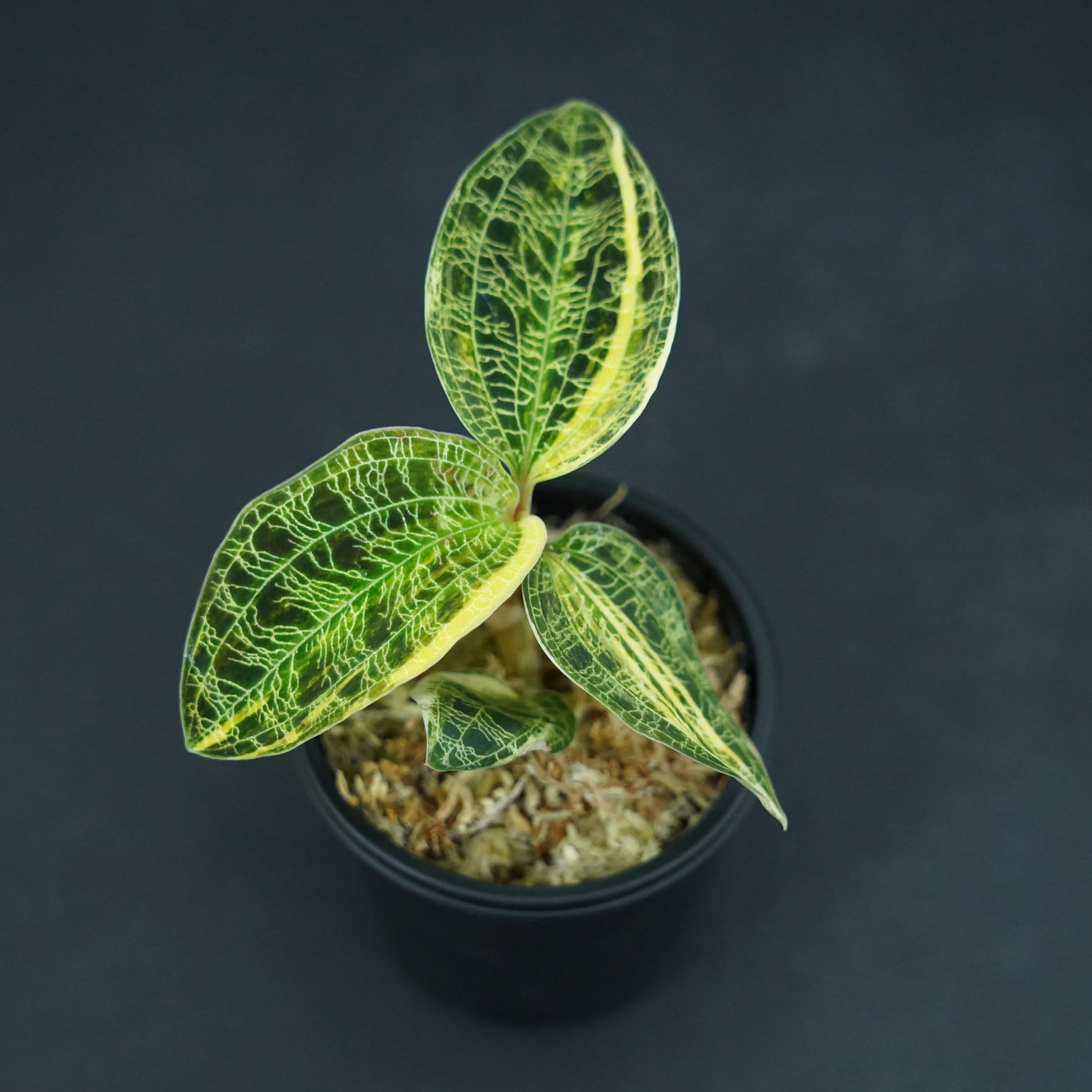 ◇現品◇マコデス ペトラ斑入り【ジュエルオーキッド宝石蘭／石崎