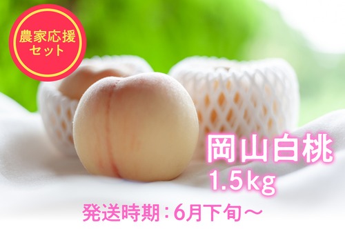 【岡山白桃2026】品種おまかせ｜6月下旬～7月中旬発送
