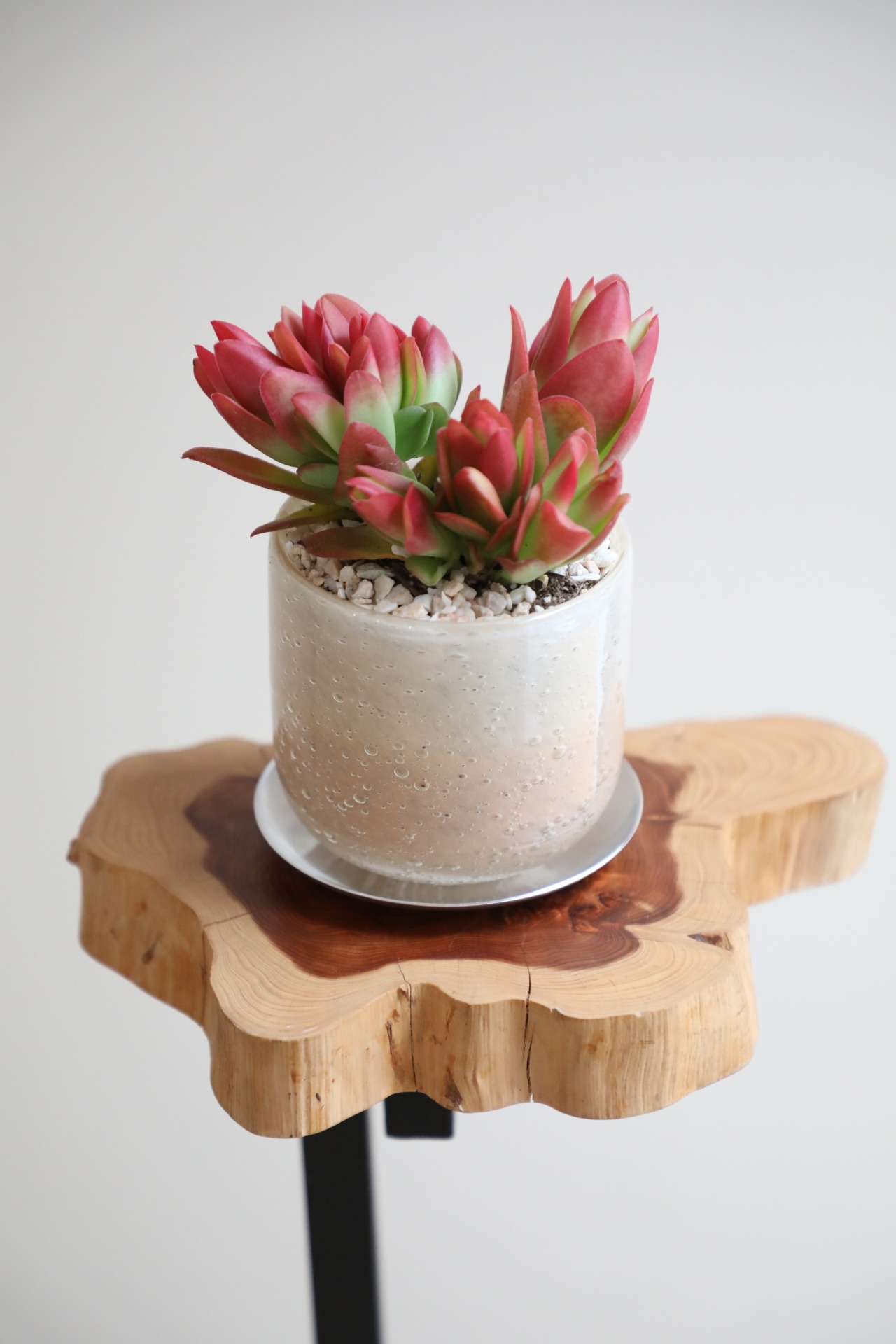 【S】ひまつり/Crassula capitella Campfire　※ガラスポット付き