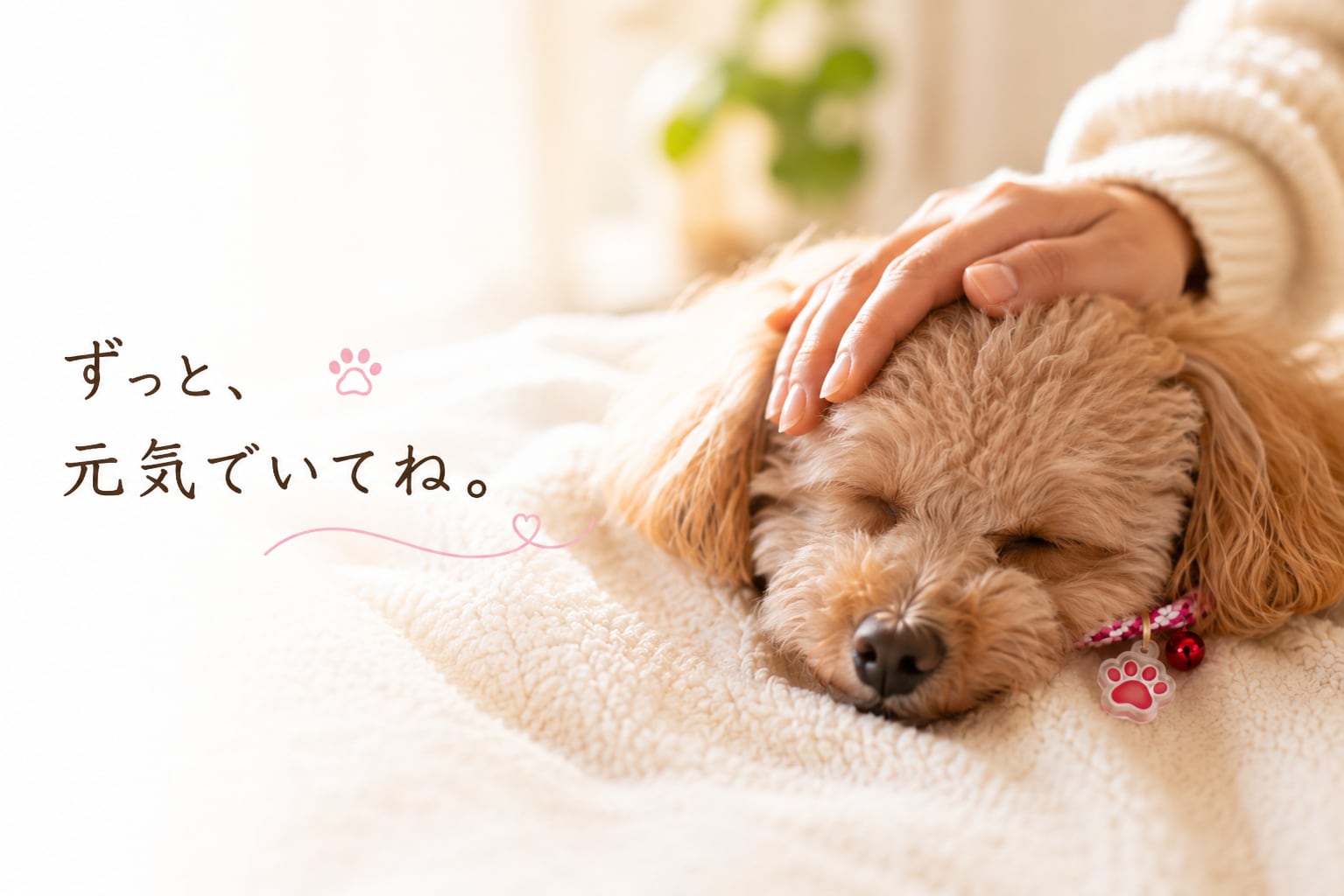 ペット御守り