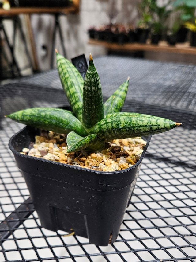 Sansevieria Mana 【artPLANTs/PLANTS GARAGE】  サンスベリア/サンセベリア