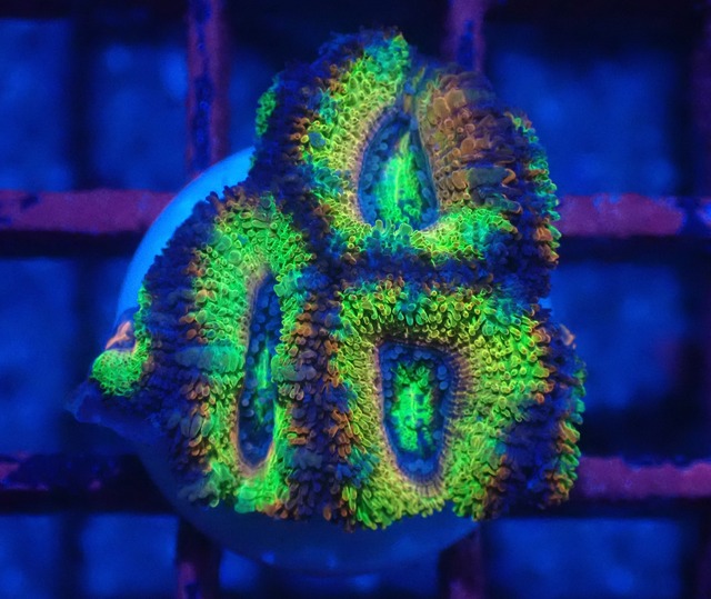 Loadhowensis PremiumRainbow 1