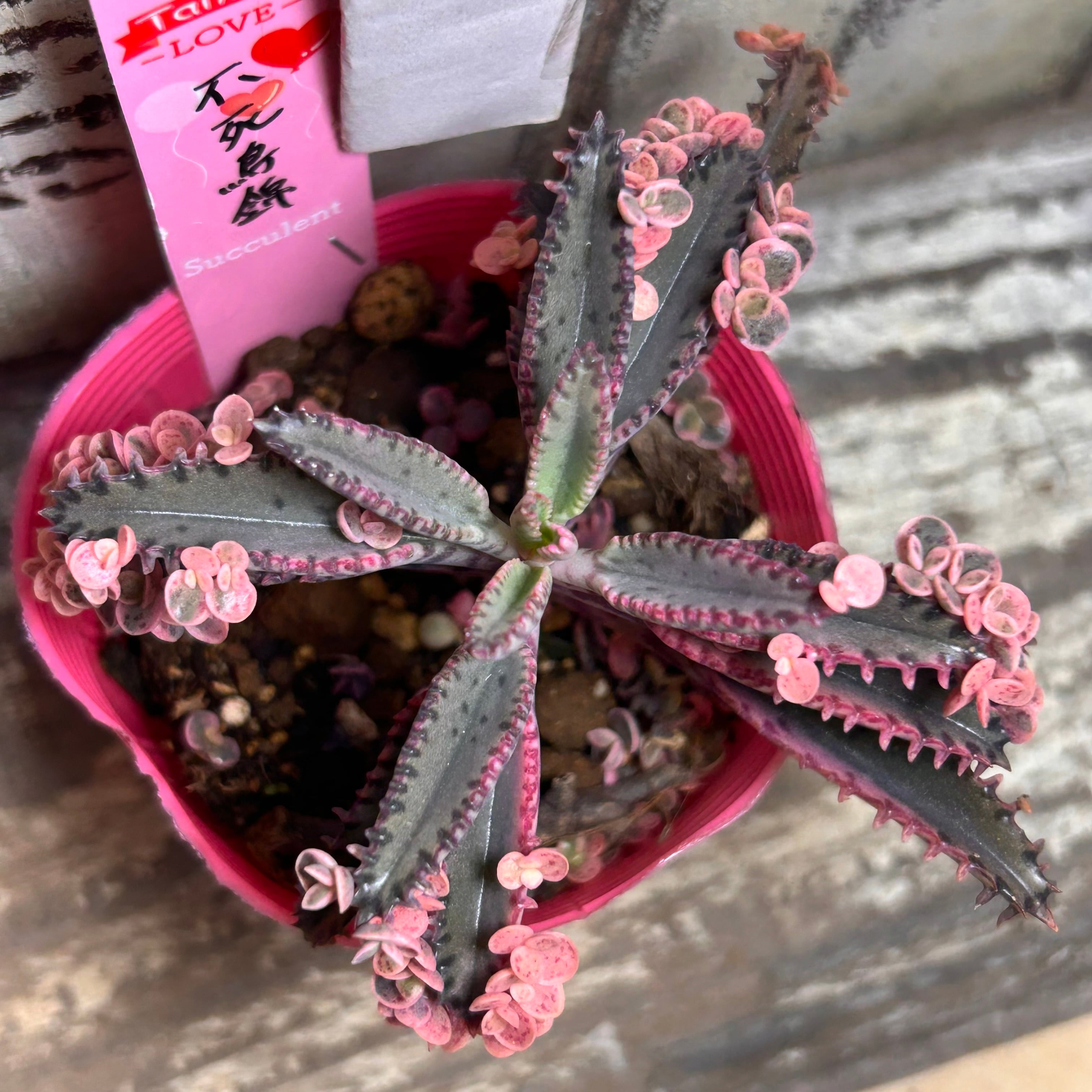 不死鳥錦 | RuPo 多肉植物専門店