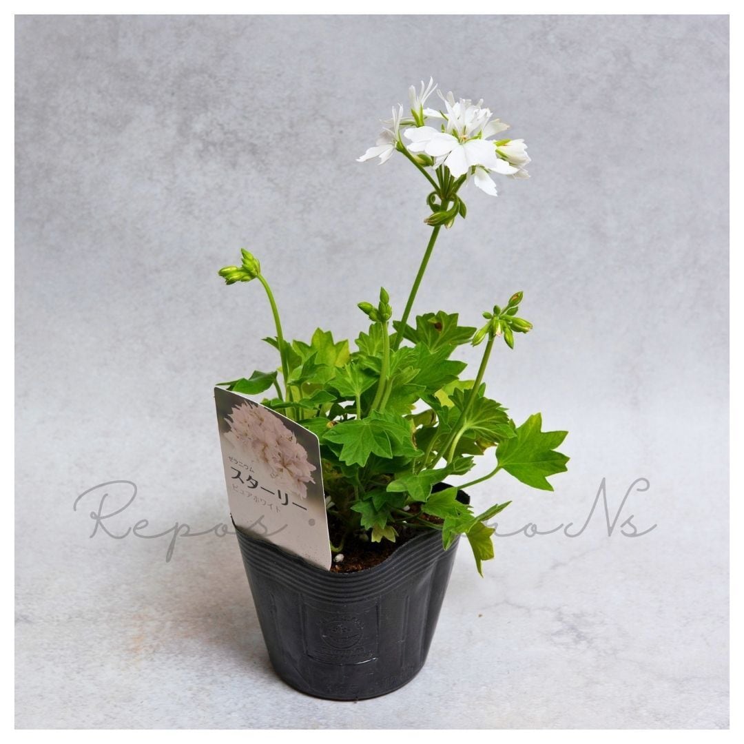 ゼラニウム スーパーゼラニウム チャンピオン | PROVEN WINNERS (PW)【植物の国際