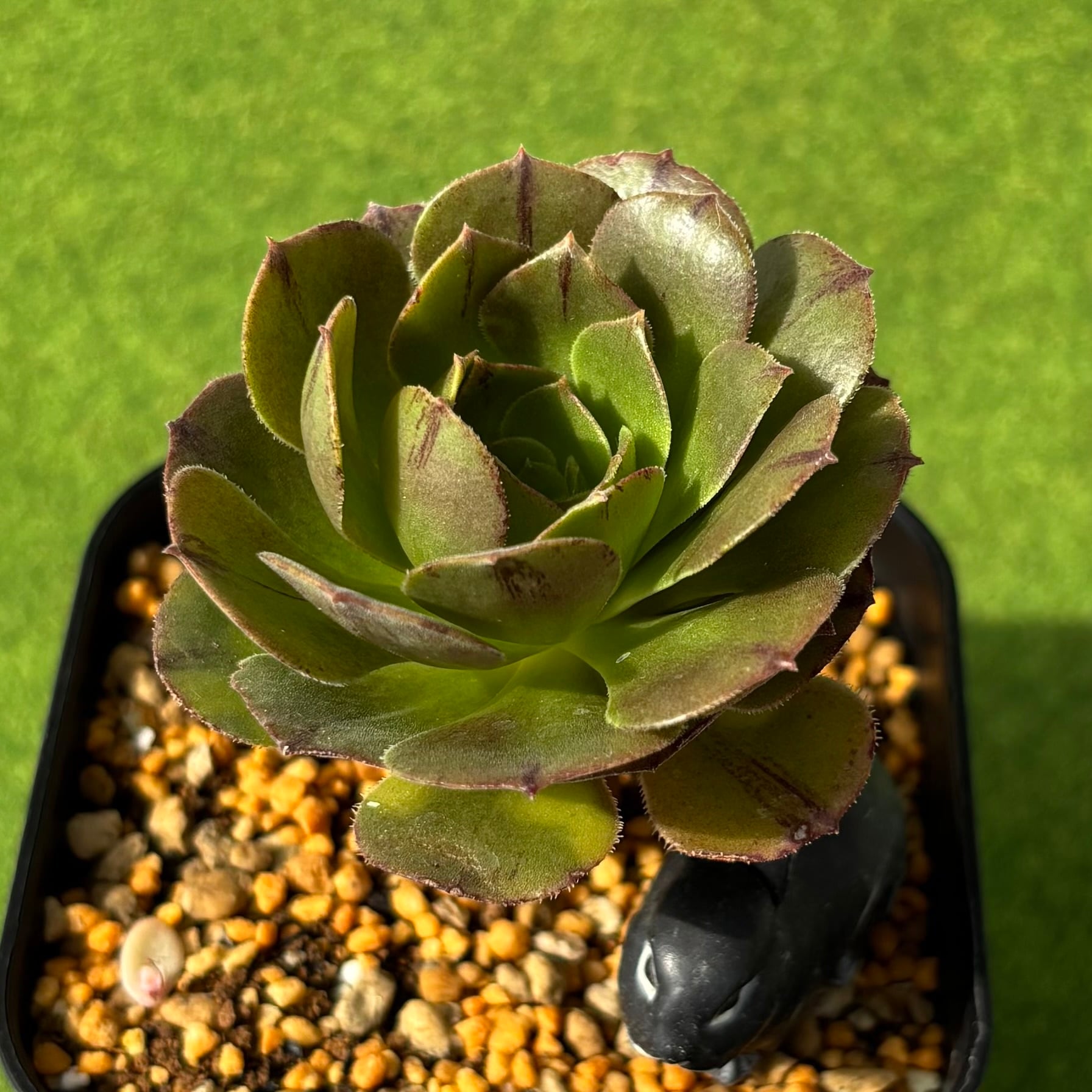 多肉植物 アエオニウム 孔雀白錦 美苗 #孔3 | Pay ID
