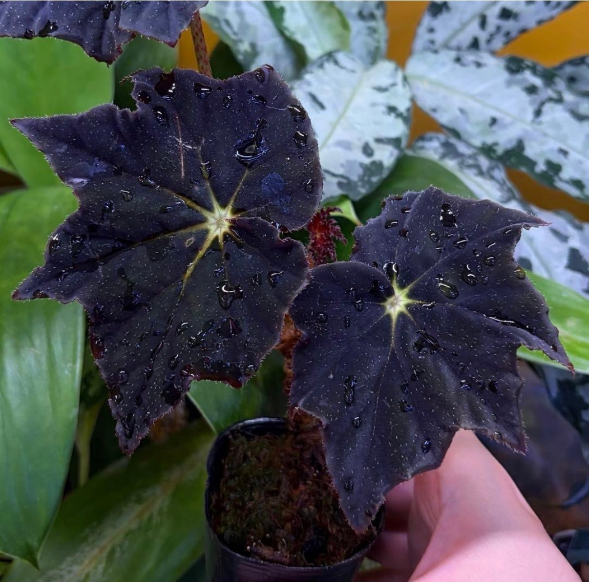 青光り】 Begonia sp. Vietnam 原種ベゴニア | 熱帯雨林植物専門店