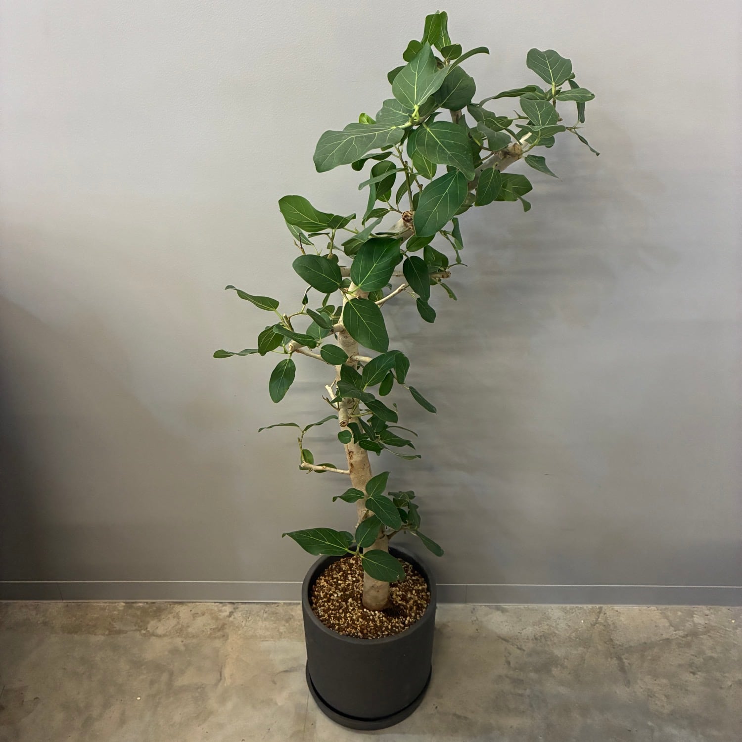 フィカス・ベンガレンシス 植え込み品【133】 | PROTOLEAF プロトリーフ