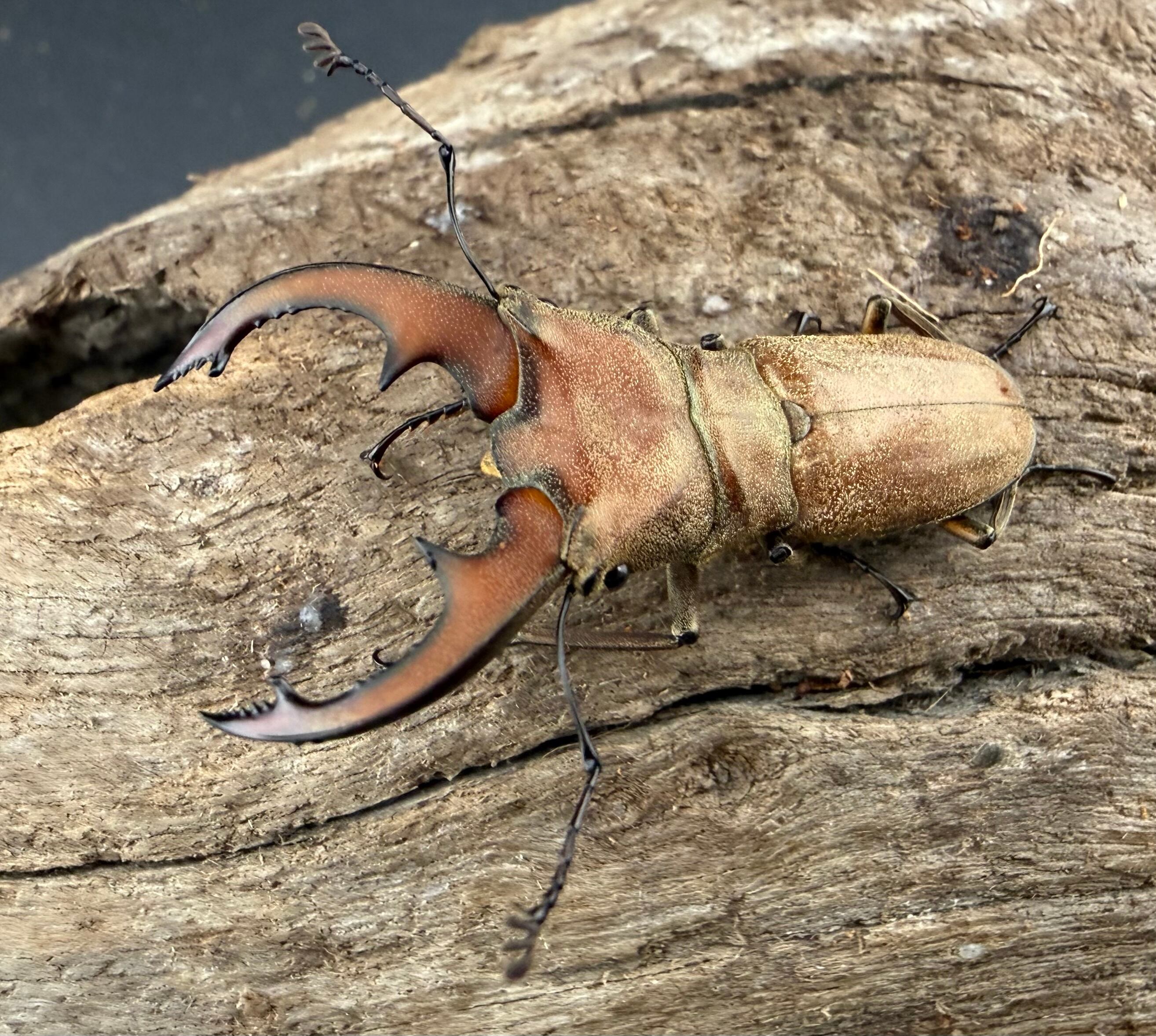 ホソアカクワガタの仲間 | KPW公式オンラインショップ