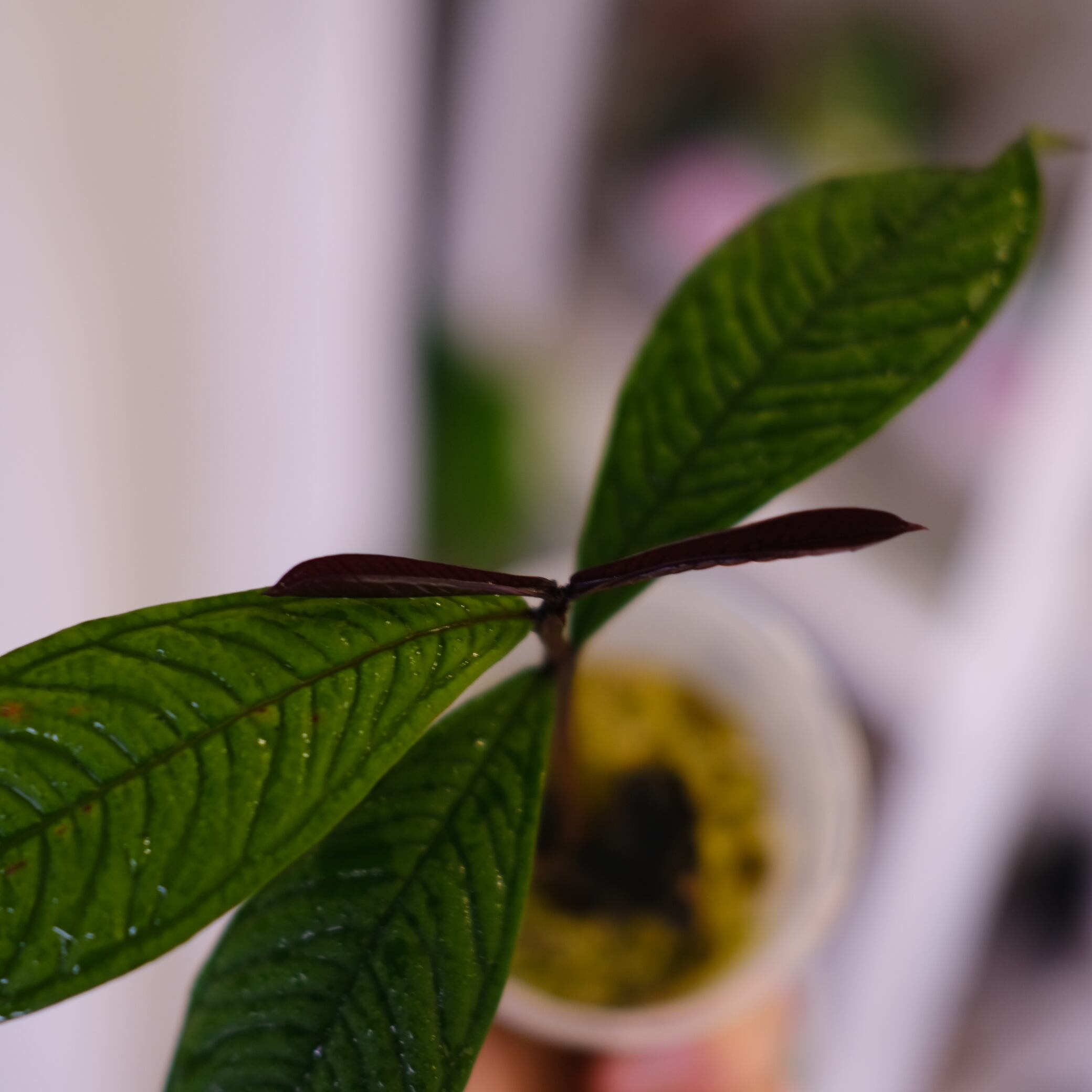 Syzygium jiewhoei｜シジギウム ジエホエイ②｜希少フトモモ科植物