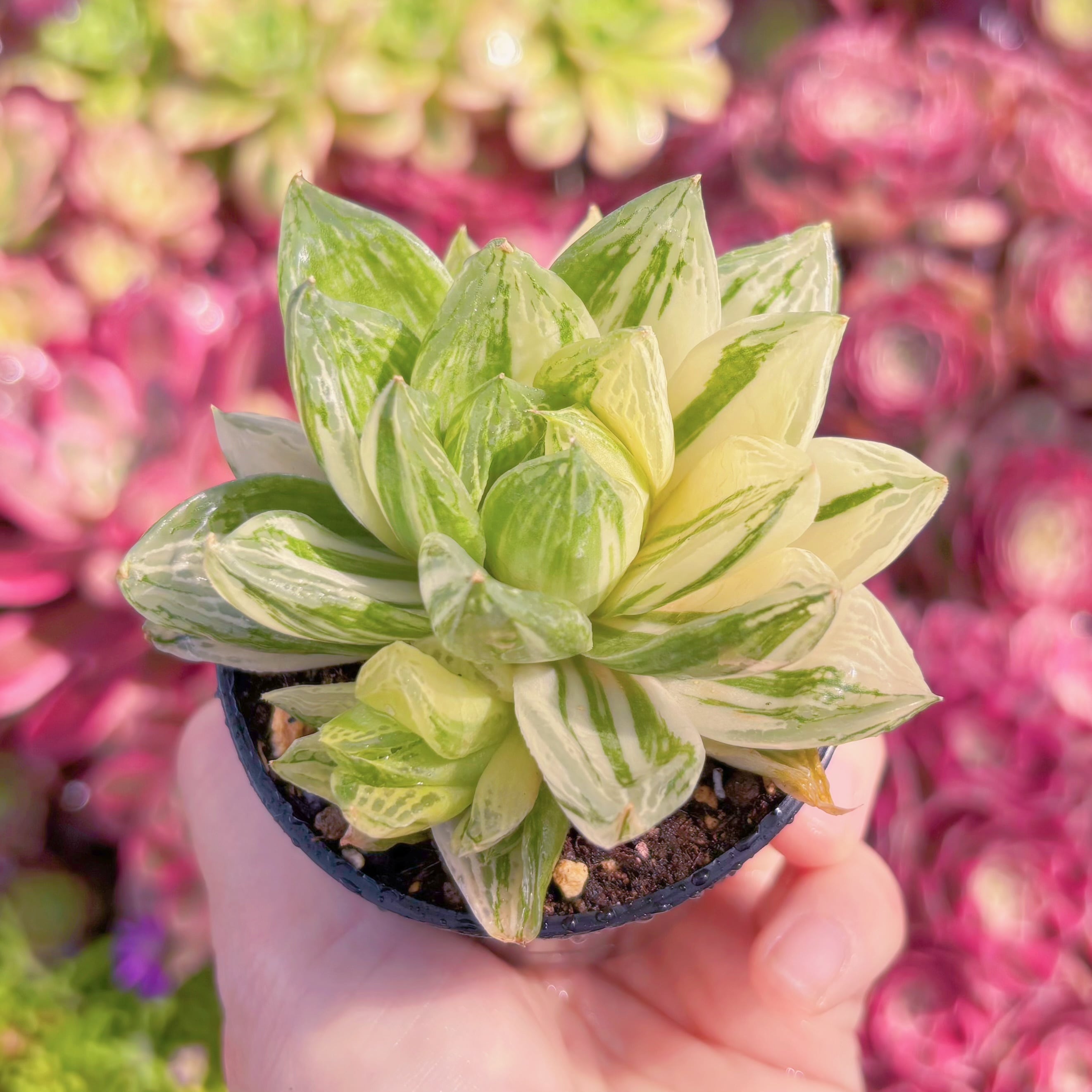 多肉植物 宝草錦(タカラクサニシキ) 新入荷 るる農園 | るる農園~多肉