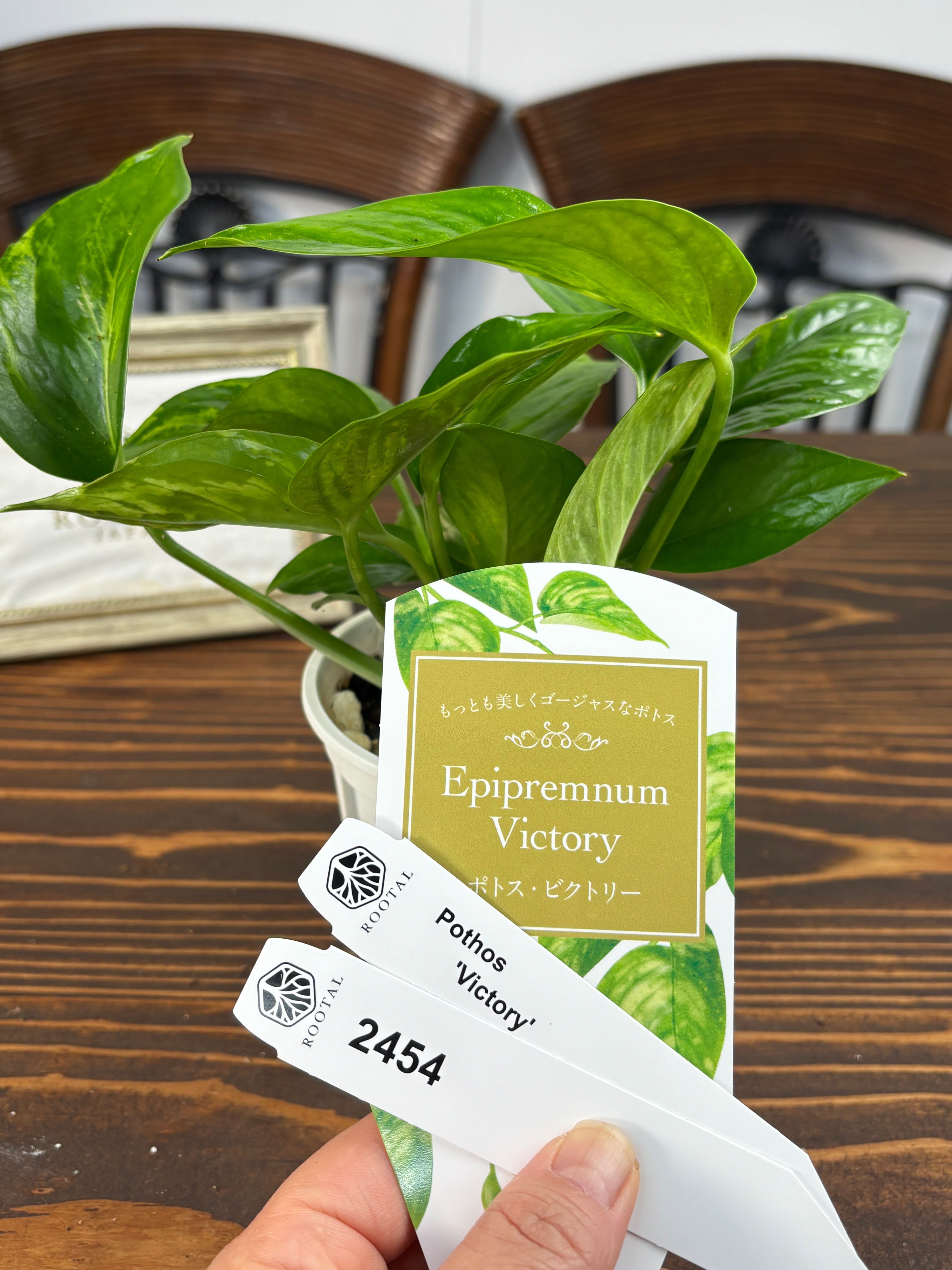 ★2454【独占販売!迷彩ポトス】ポトス ビクトリー(3号ポット)
