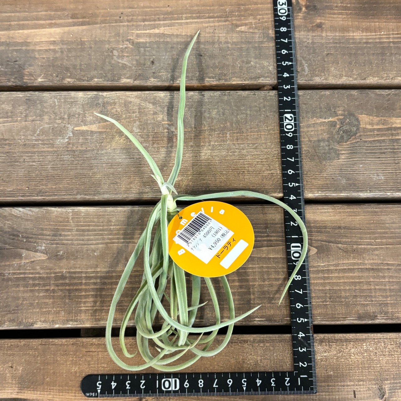 チランジア　ドーラティ(ドゥラティ)【965】