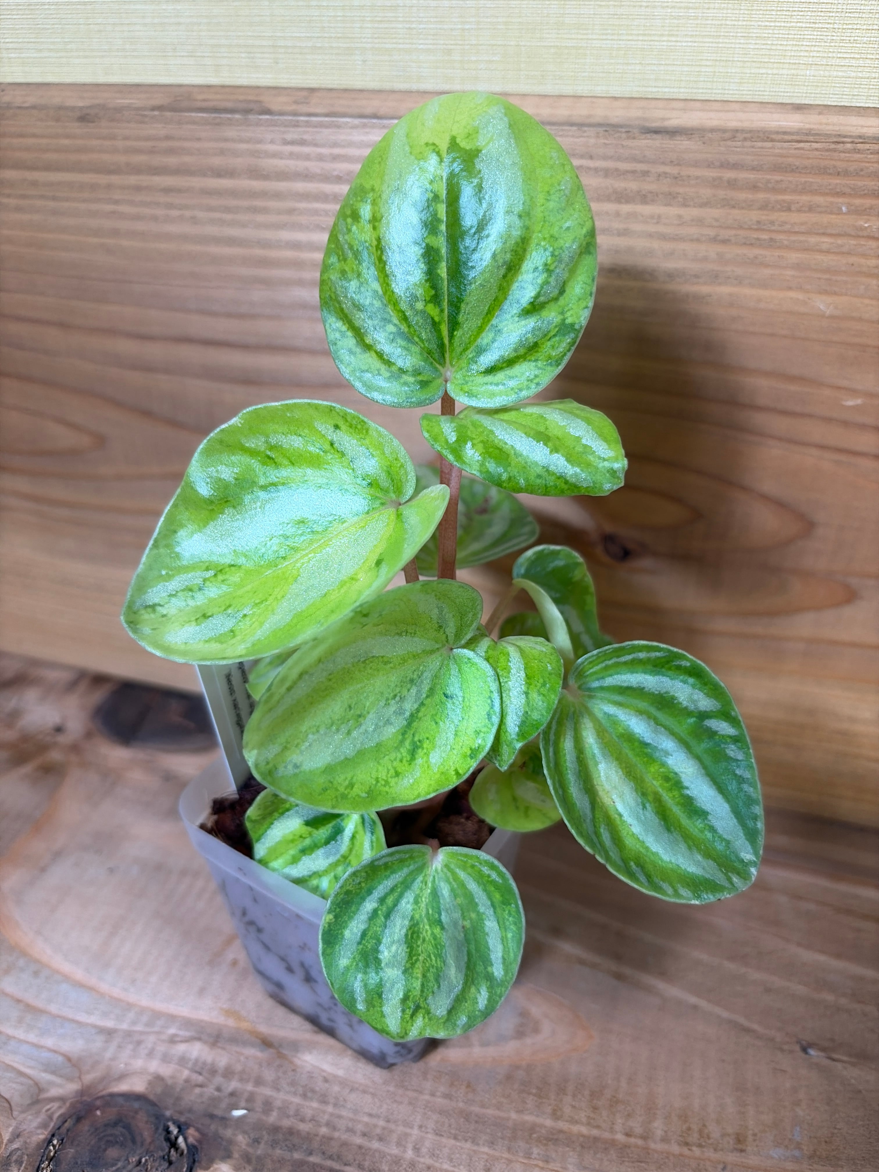 Peperomia argyreia Variegated | Hana.Green.Works