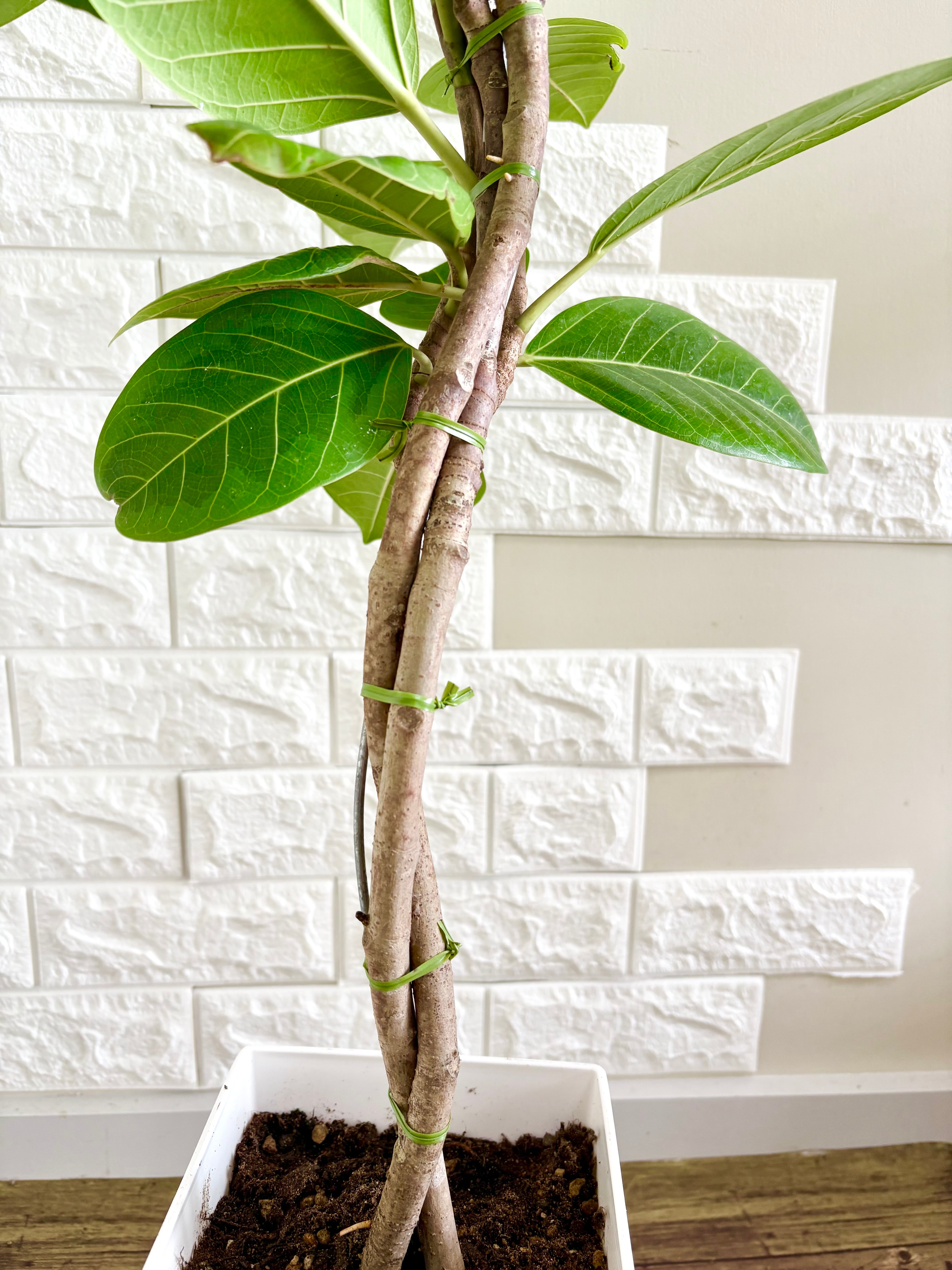 フィカス アルテシマ 曲がり仕立て 希少 整った樹形❗スタイリッシュ