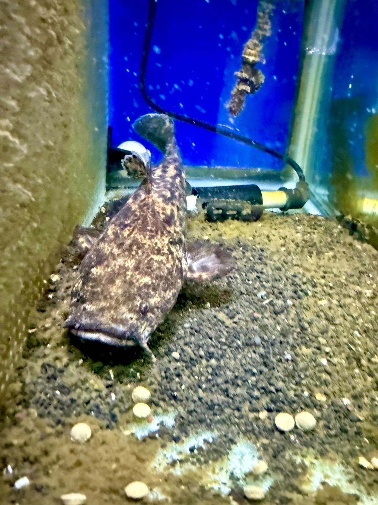 オレンジキャット - 1