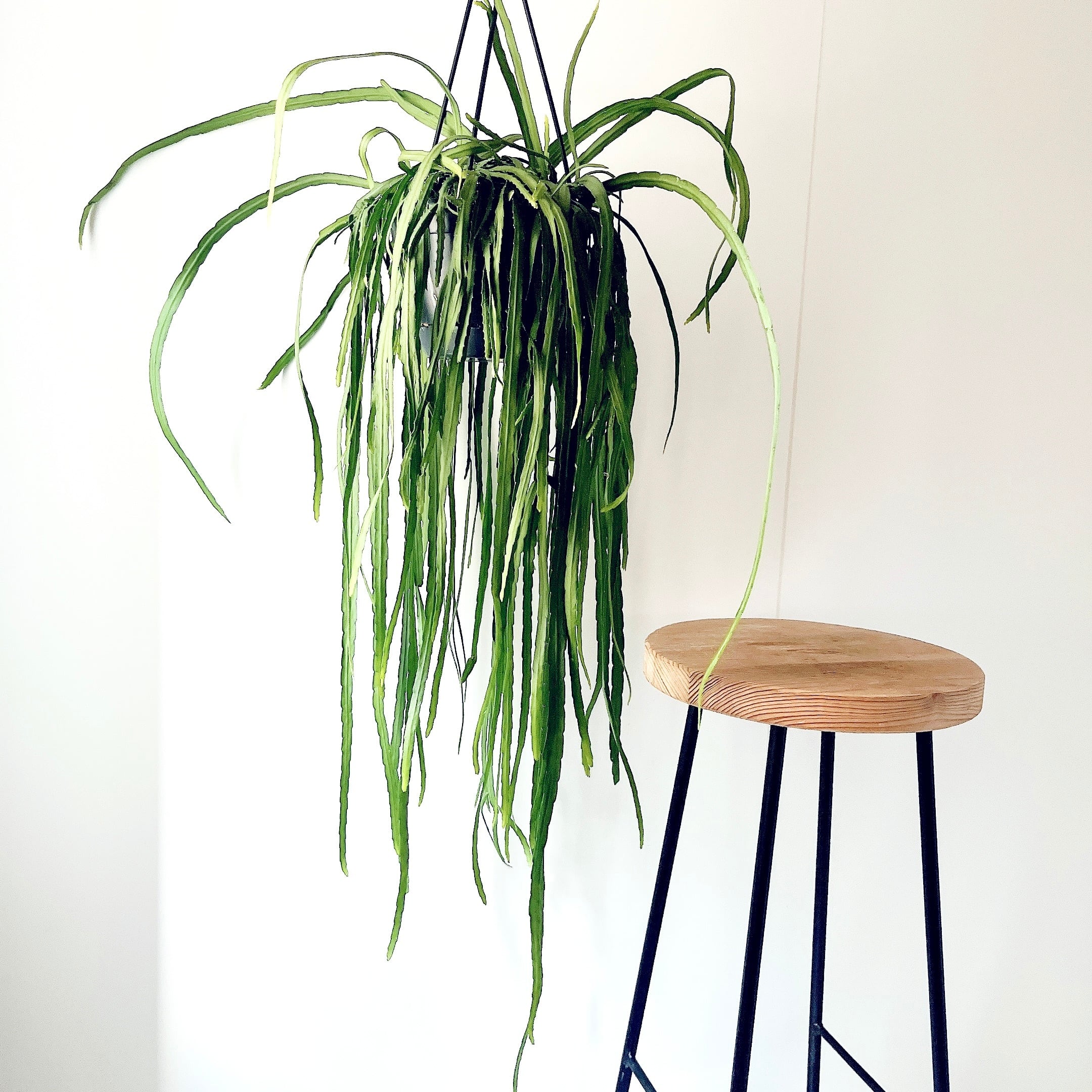 希少 バンダ（Vanda） エアープランツ仕立て 現品限り calm cafe
