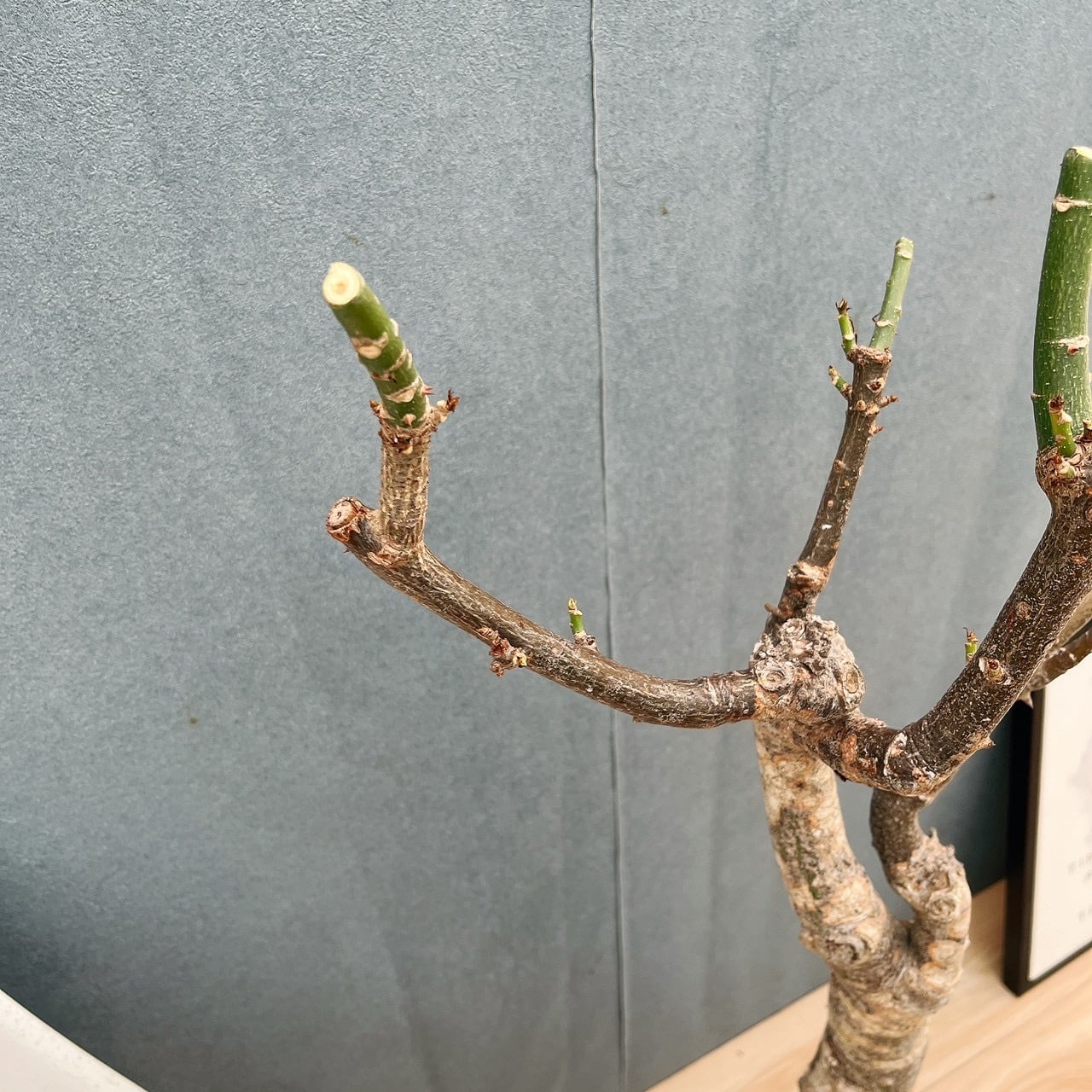 現品］☆珍しい☆ 19番 トックリキワタ 8号 南米桜 観葉植物 レア 徳利