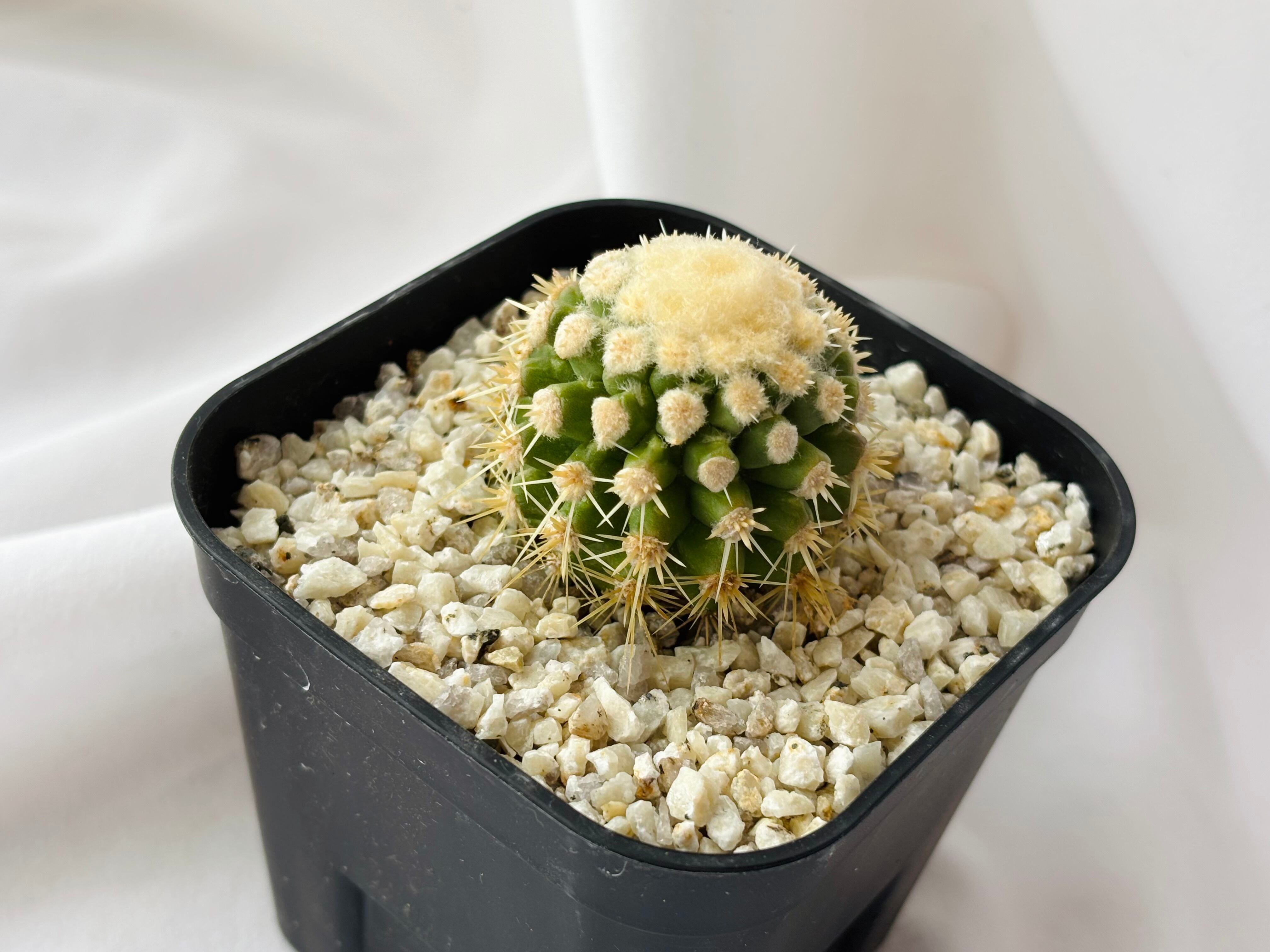 Echinocactus grusonii f. monst エキノカクタス 金鯱の泉 サボテン