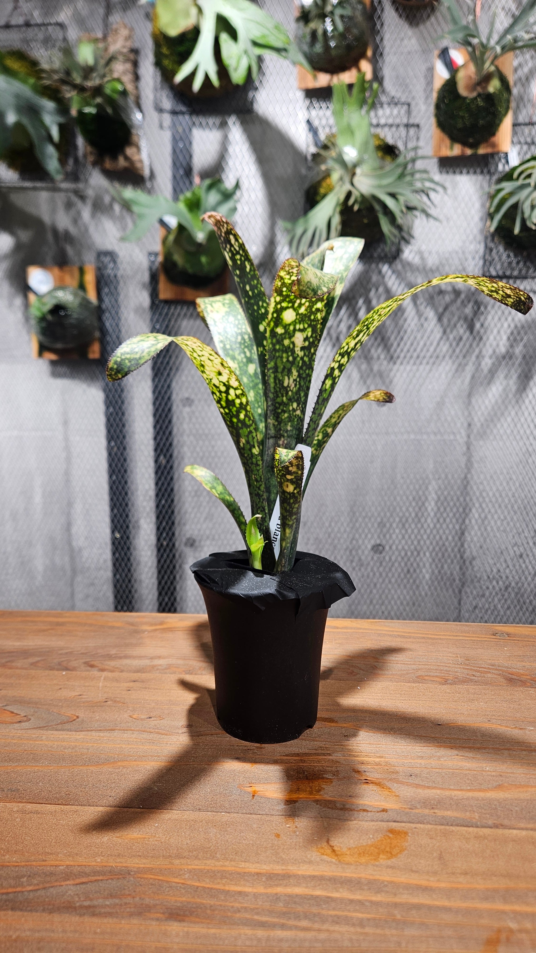 Billbergia Domingos Martins 【artPLANTs】 | artPLANTs （アート