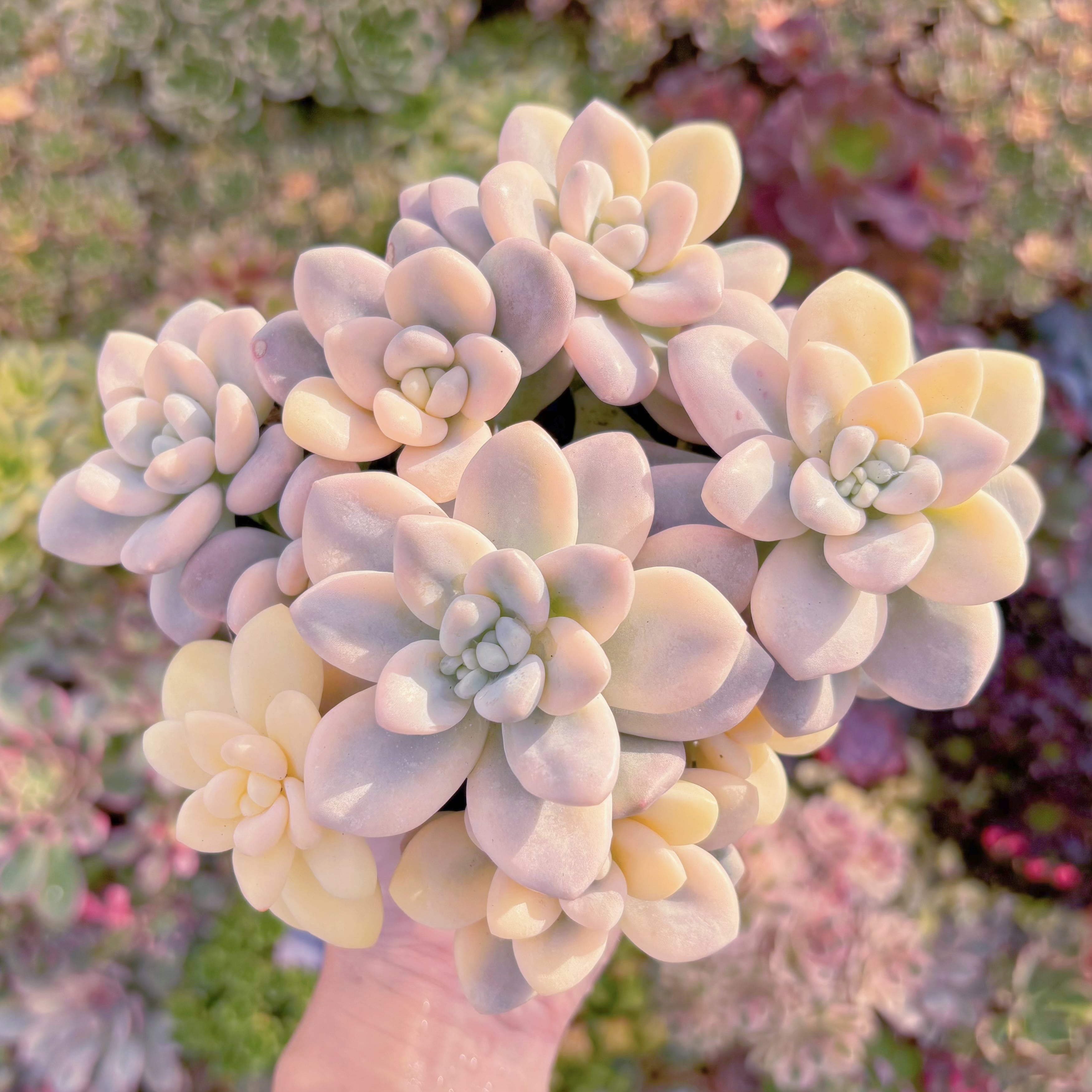 現品　マカロン錦#097　極上株　超美苗　直径約16cm大群生　在庫僅少　るる農園