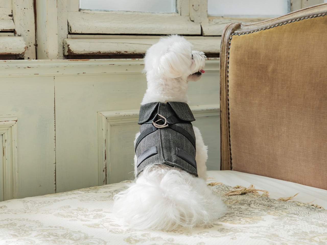 フォーマルハーネス