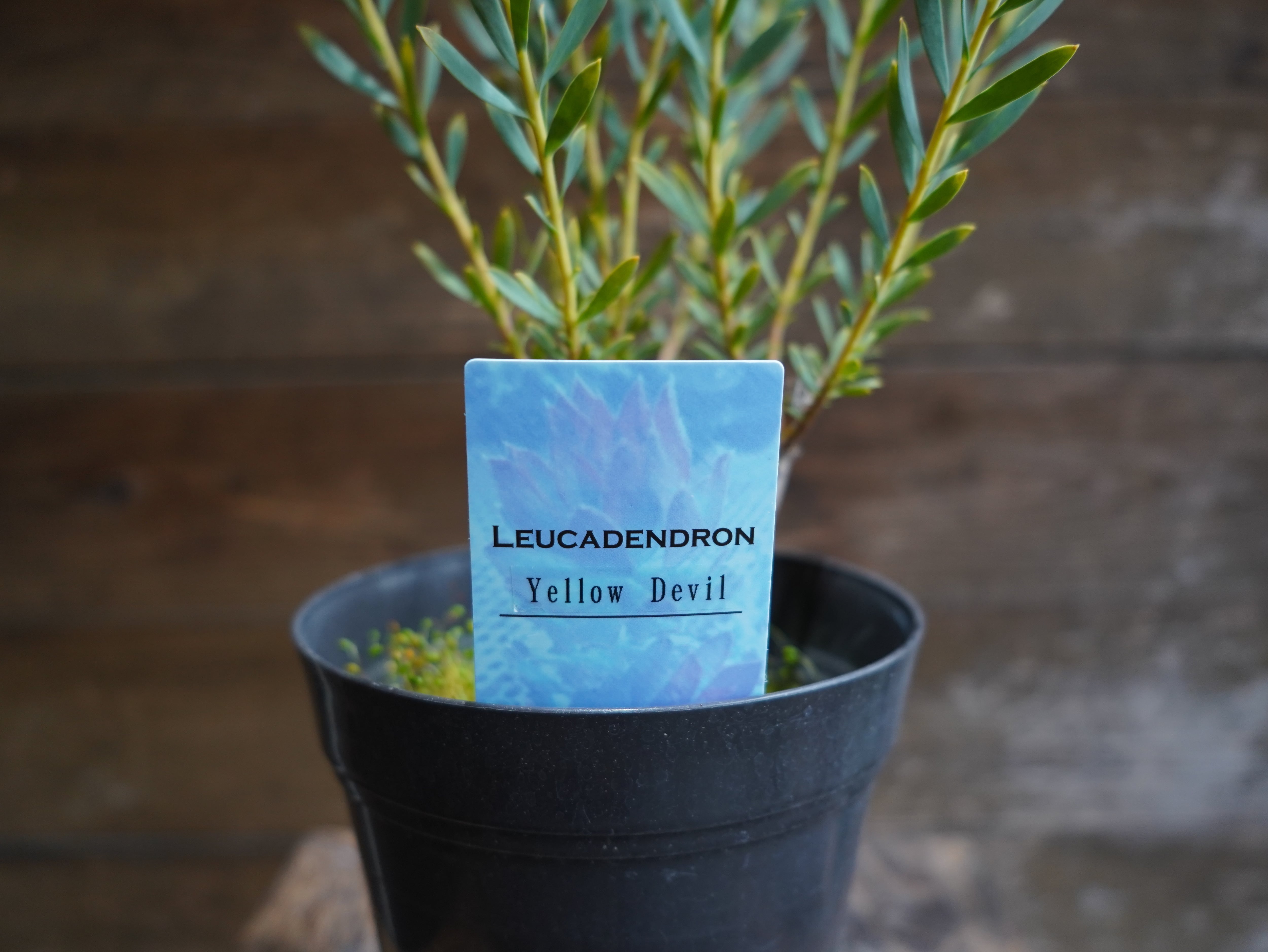 【現物】リューカデンドロン　”Yellow Devil”