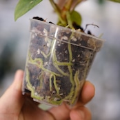 Anthurium Papillilaminum Guna Yala x Forgetii Dark④│観葉植物