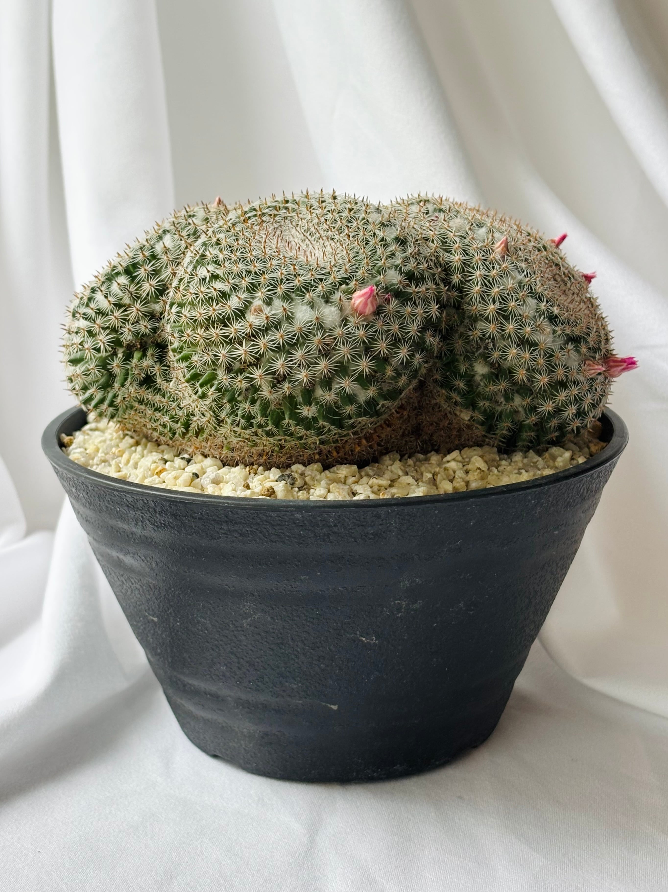 【美株】マミラリア 大福丸 国内実生 陶器鉢入 塊根植物 サボテン コーデックス Mammillaria perbella マミラリア 大福丸 サボテン | plants MARU
