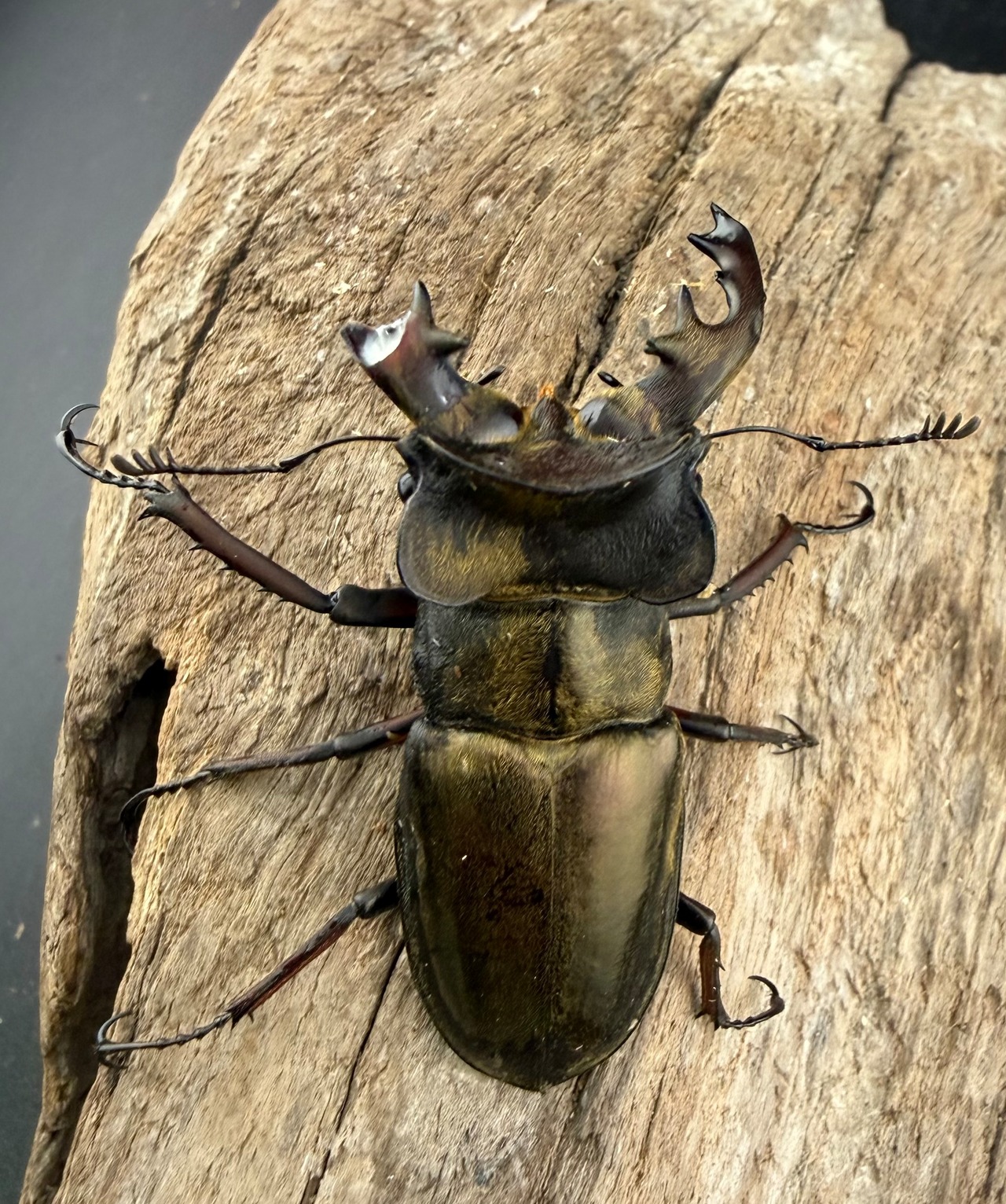 《ウェムケンミヤマ（ヴェムケンミヤマ） 57mm B品ペア+♂単》