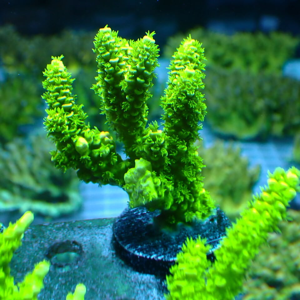 ネット入り天然ライブロック(クラッシュ)500g | HOUSE REEF(ハウス